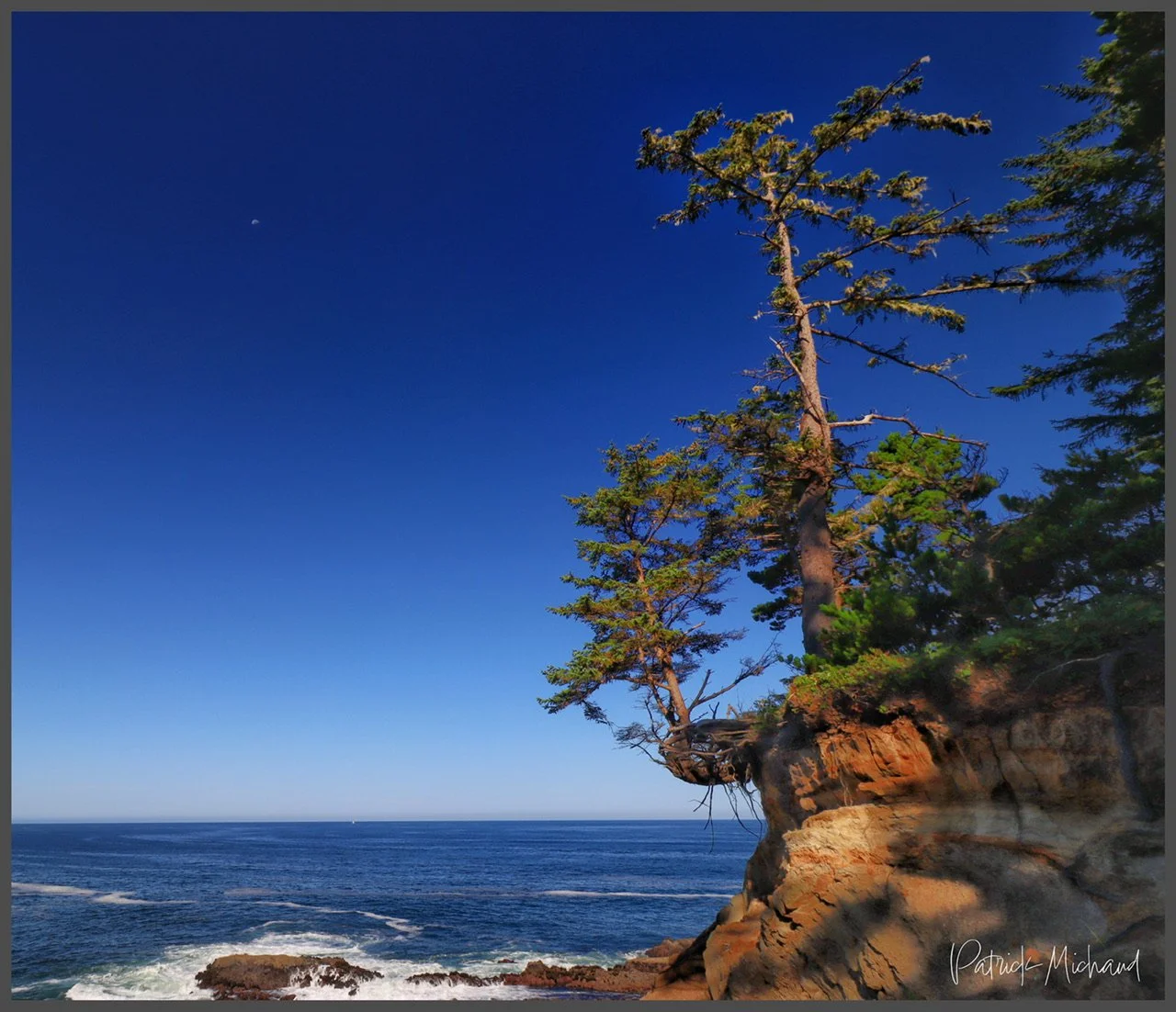 Tree on the edge, Shore Acres State Park