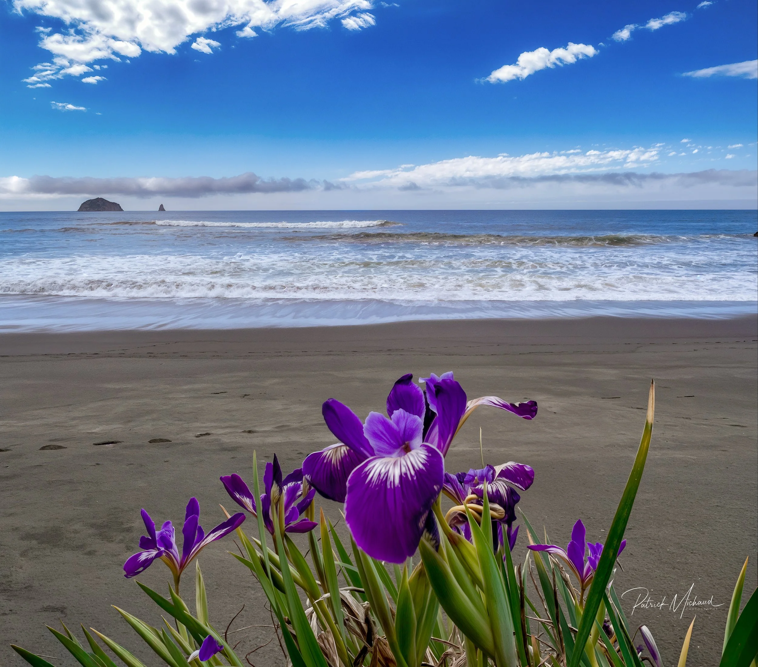 Wild Iris at Humbug Mountain Beach