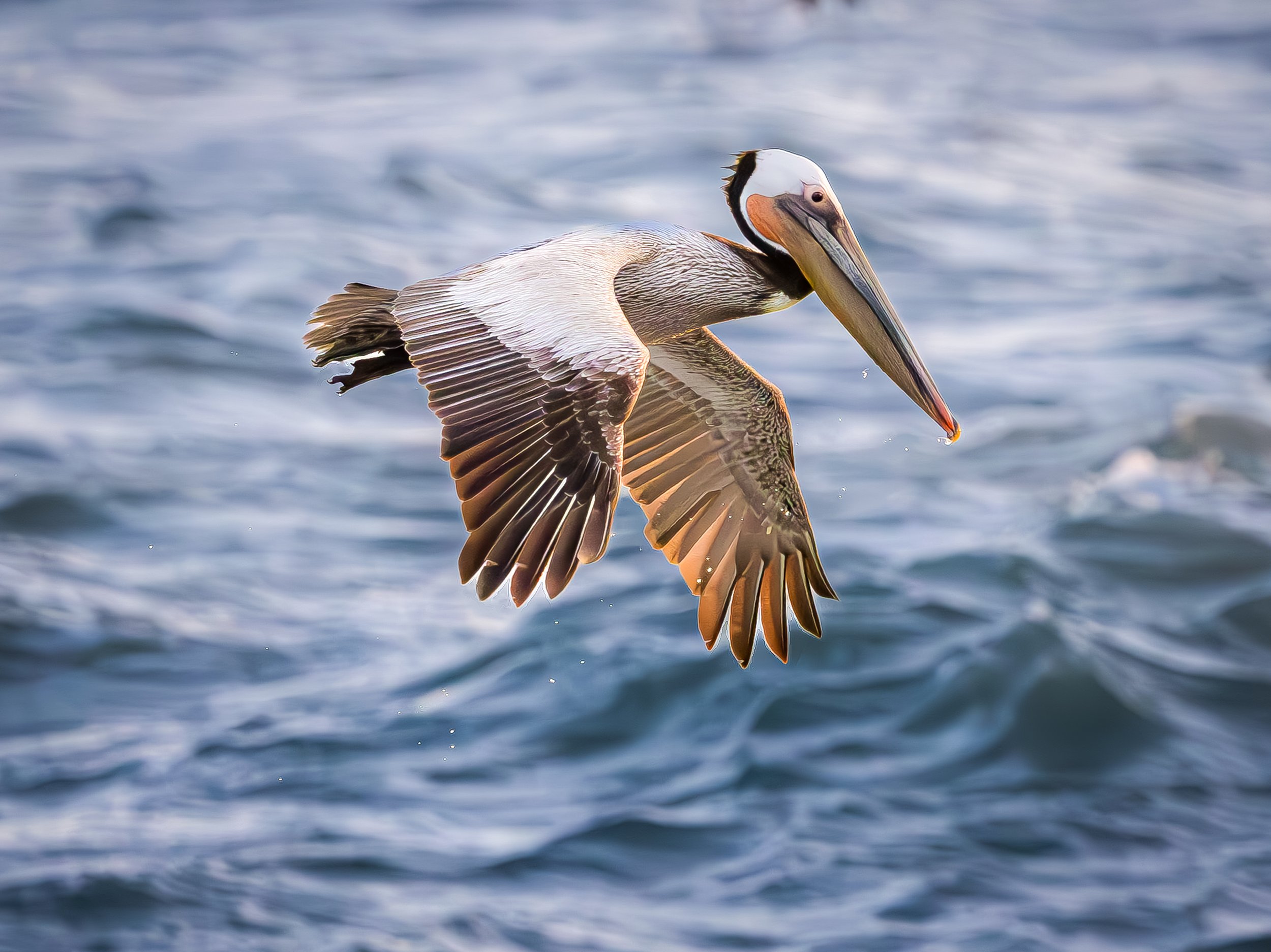 pelican in flight print.jpg