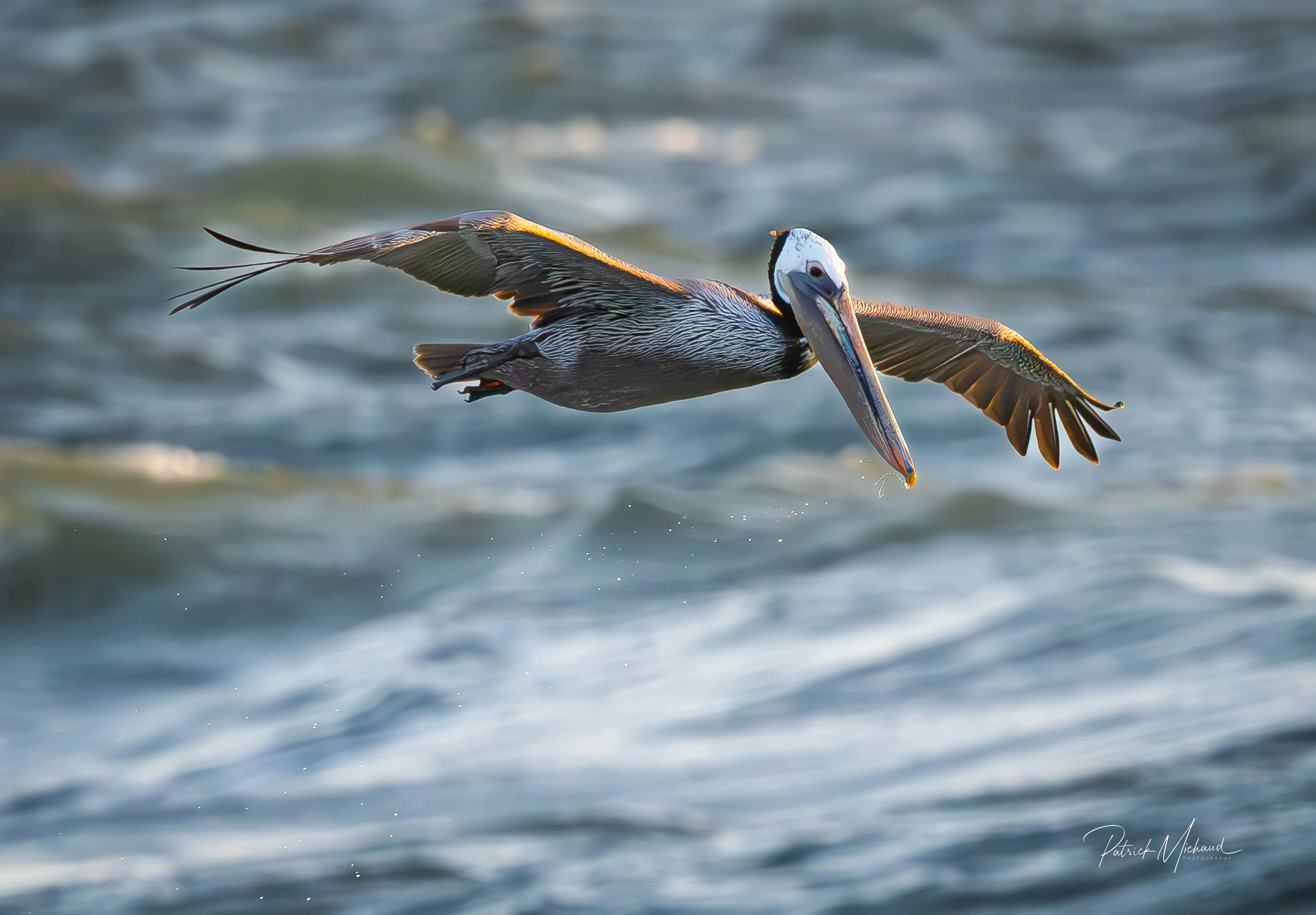 Pelican in flight agate beach.jpg