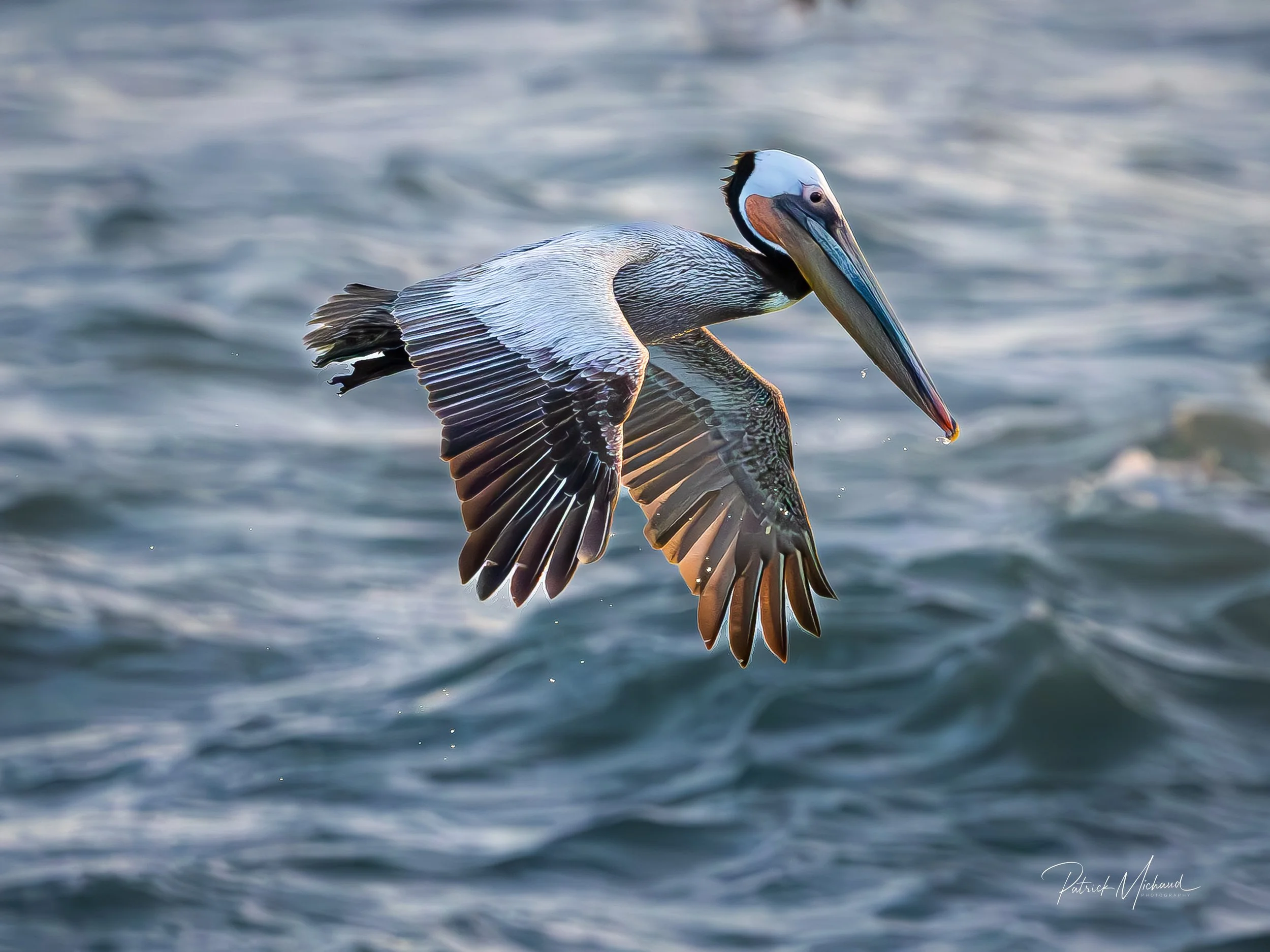 Pelican in flight agate beach-2.jpg