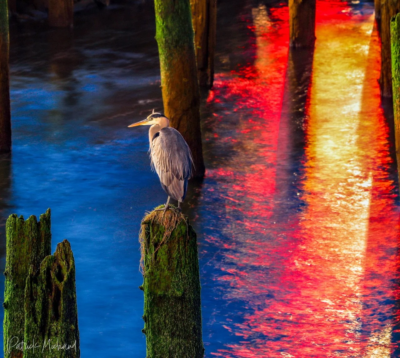 A blue heron at the Astoria Waterfront 

