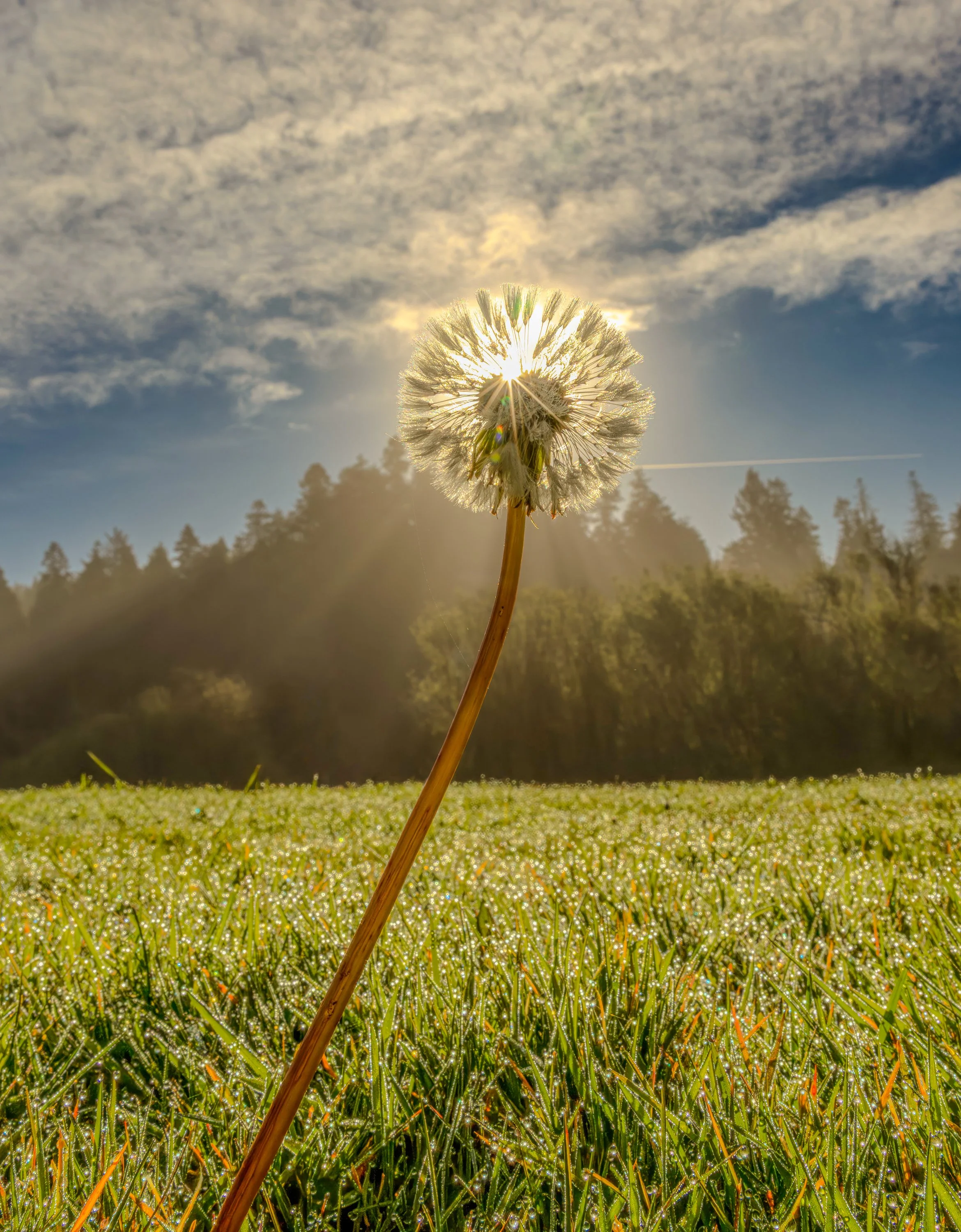 Dandelion Sunrise
