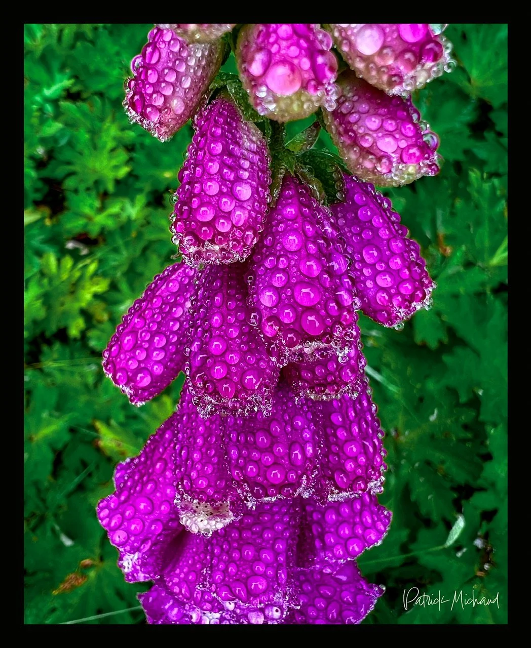 Foxglove blossoms at Shore Acres State Park