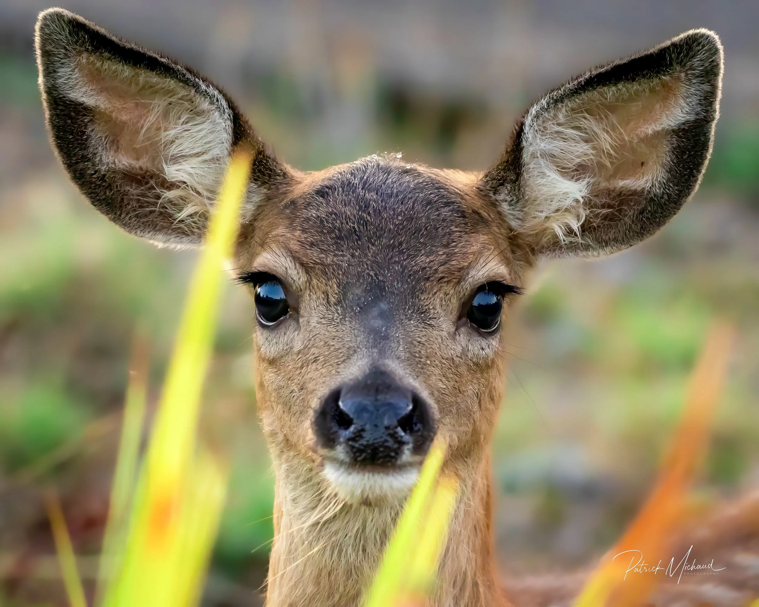 Curious Deer