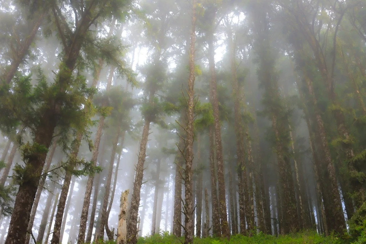 Foggy Forest, Heceta Head State Park