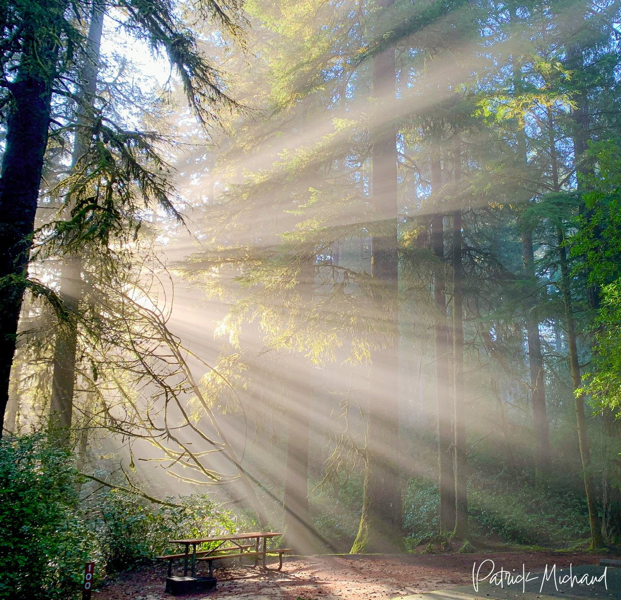 Sun rays at Honeyman State Park Florence, Oregon
January 2020