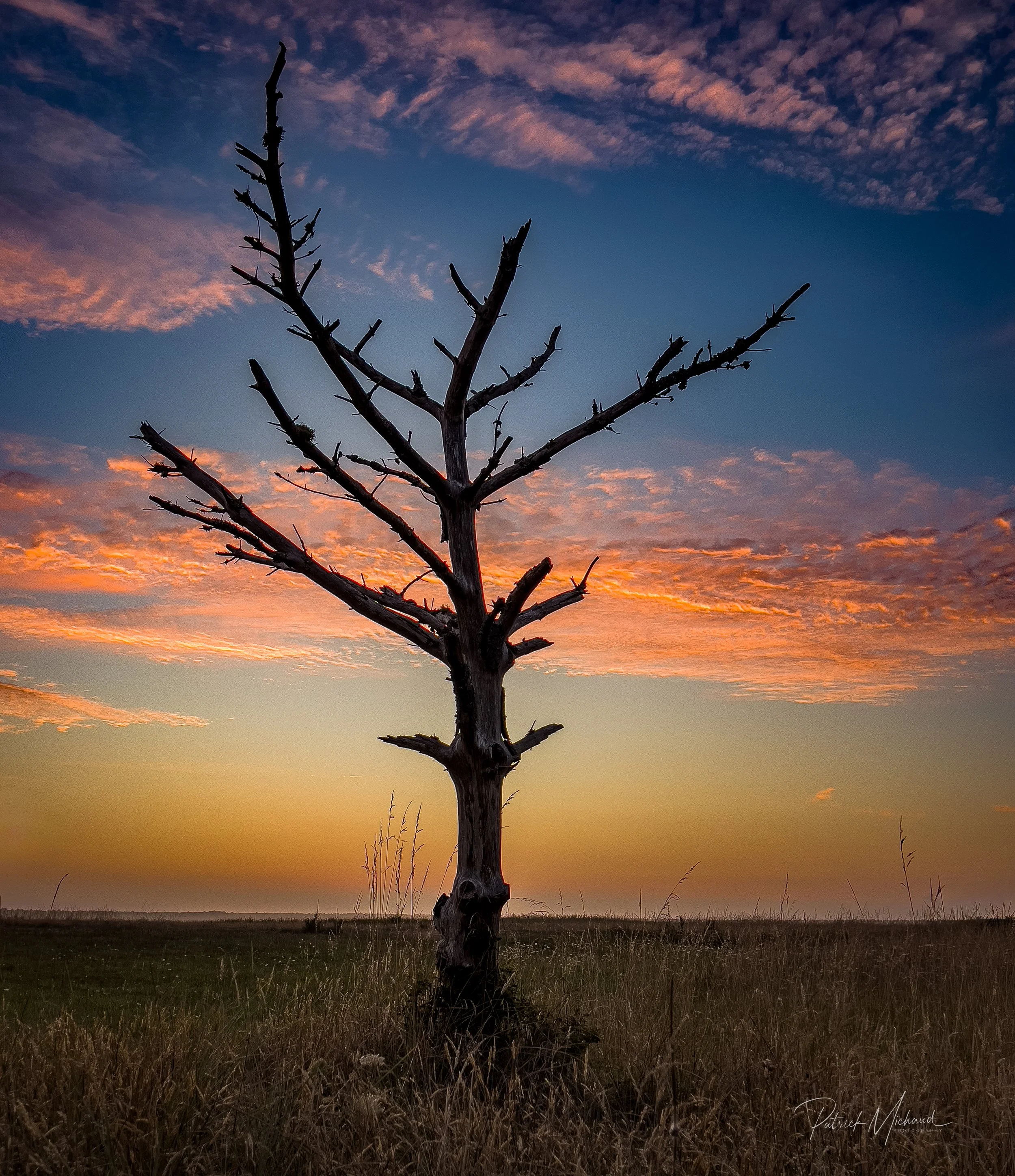 Lone Tree at Sunset