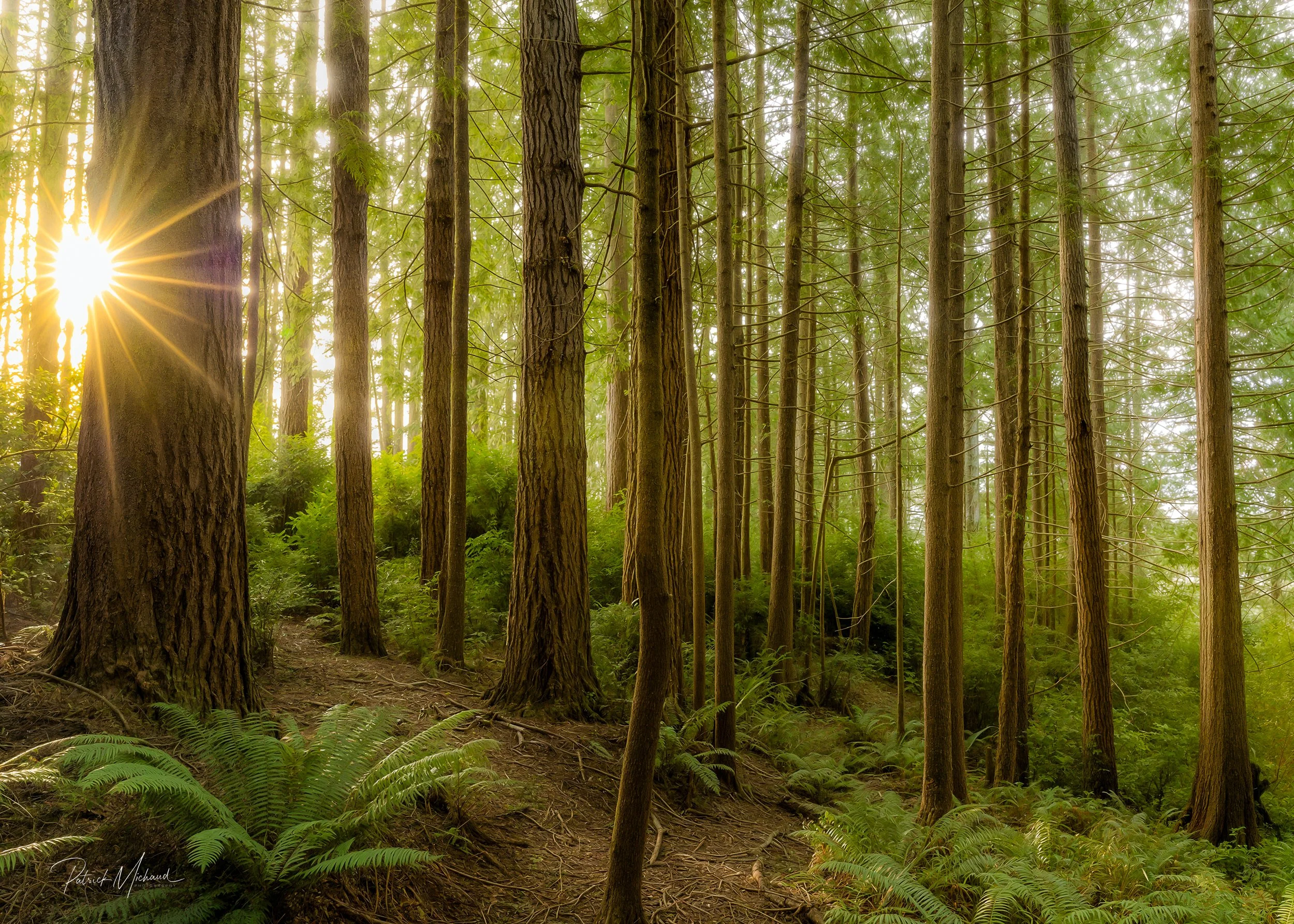 forest at tugman.jpg