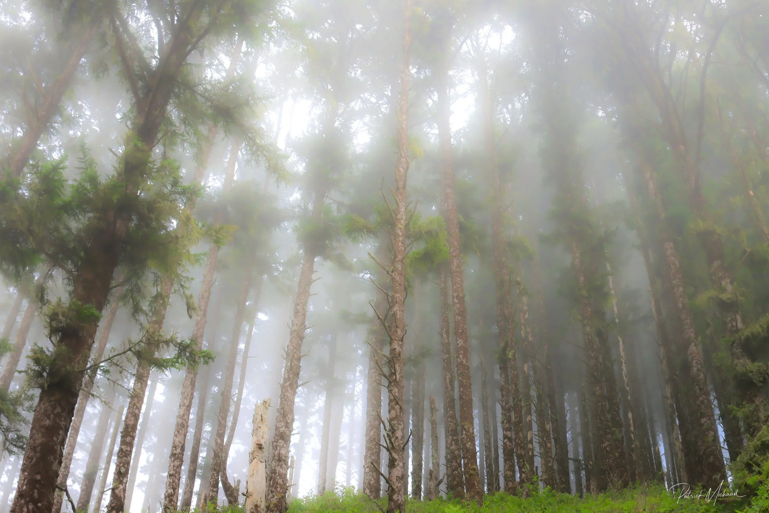 Foggy Forest at Heceta Head.jpg
