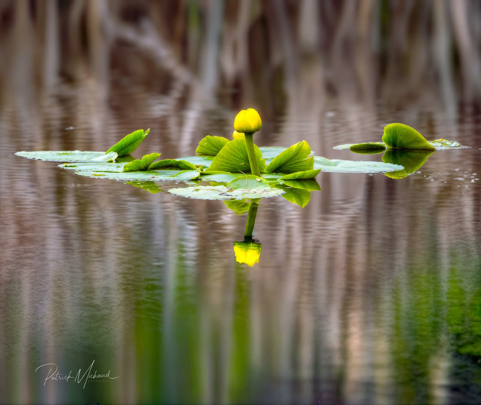 Water Lily digital.jpg