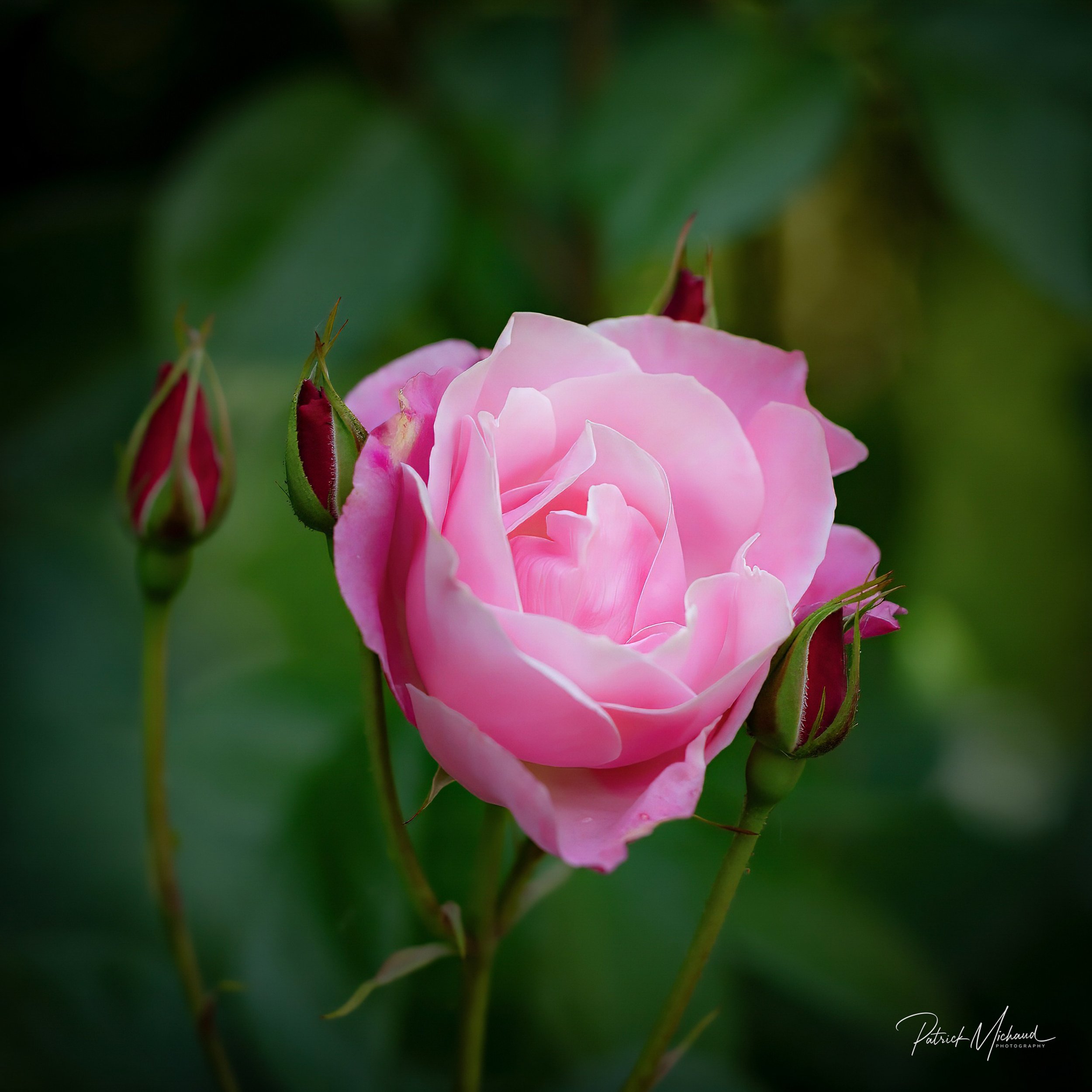 A perfect Pink rose.jpg