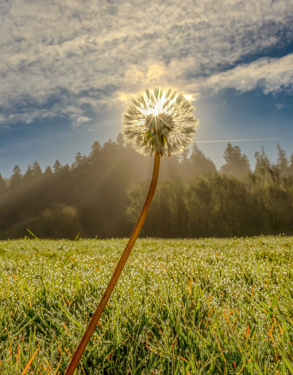 Dandelion Sunrise