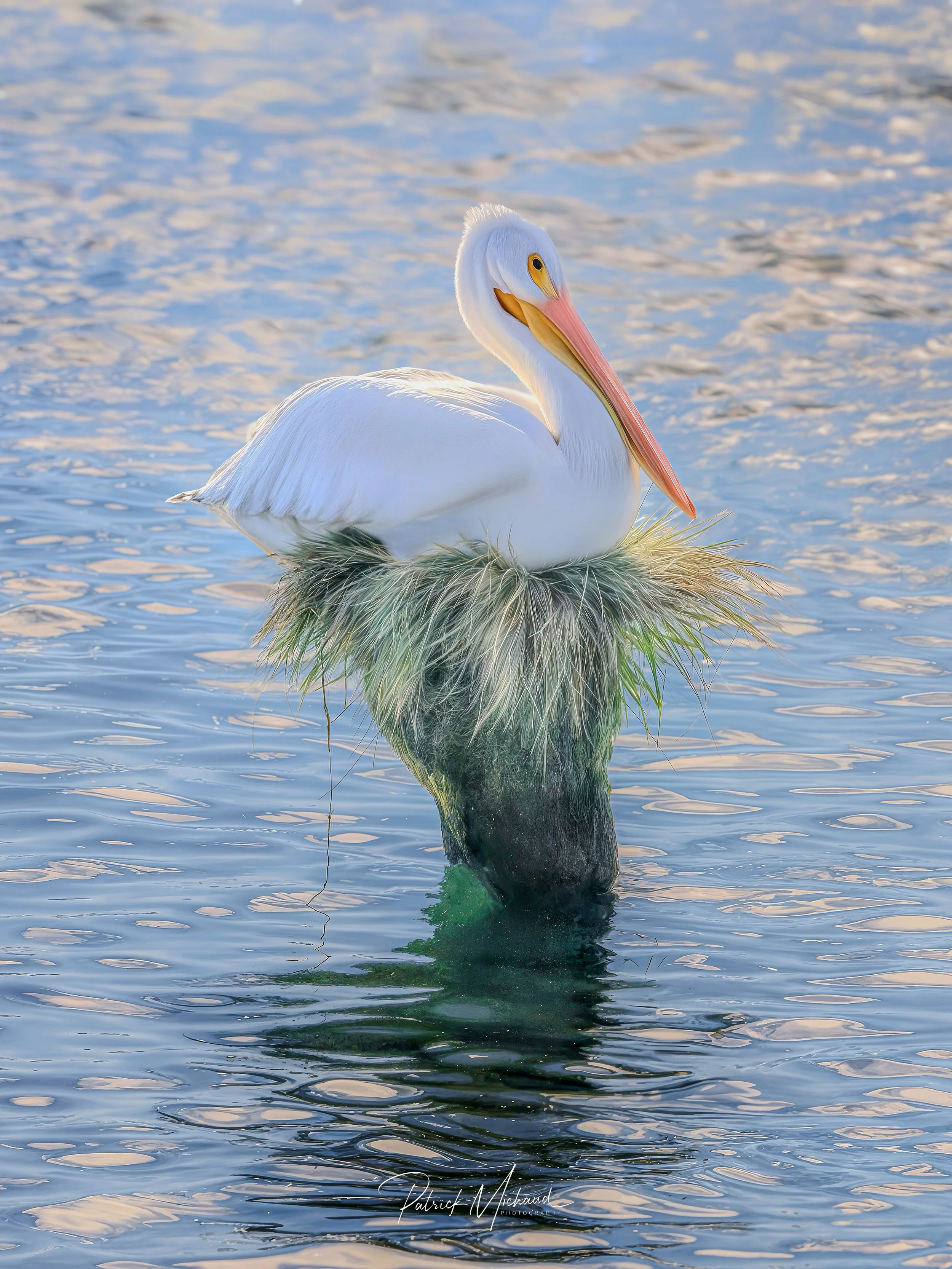 American White Pelican