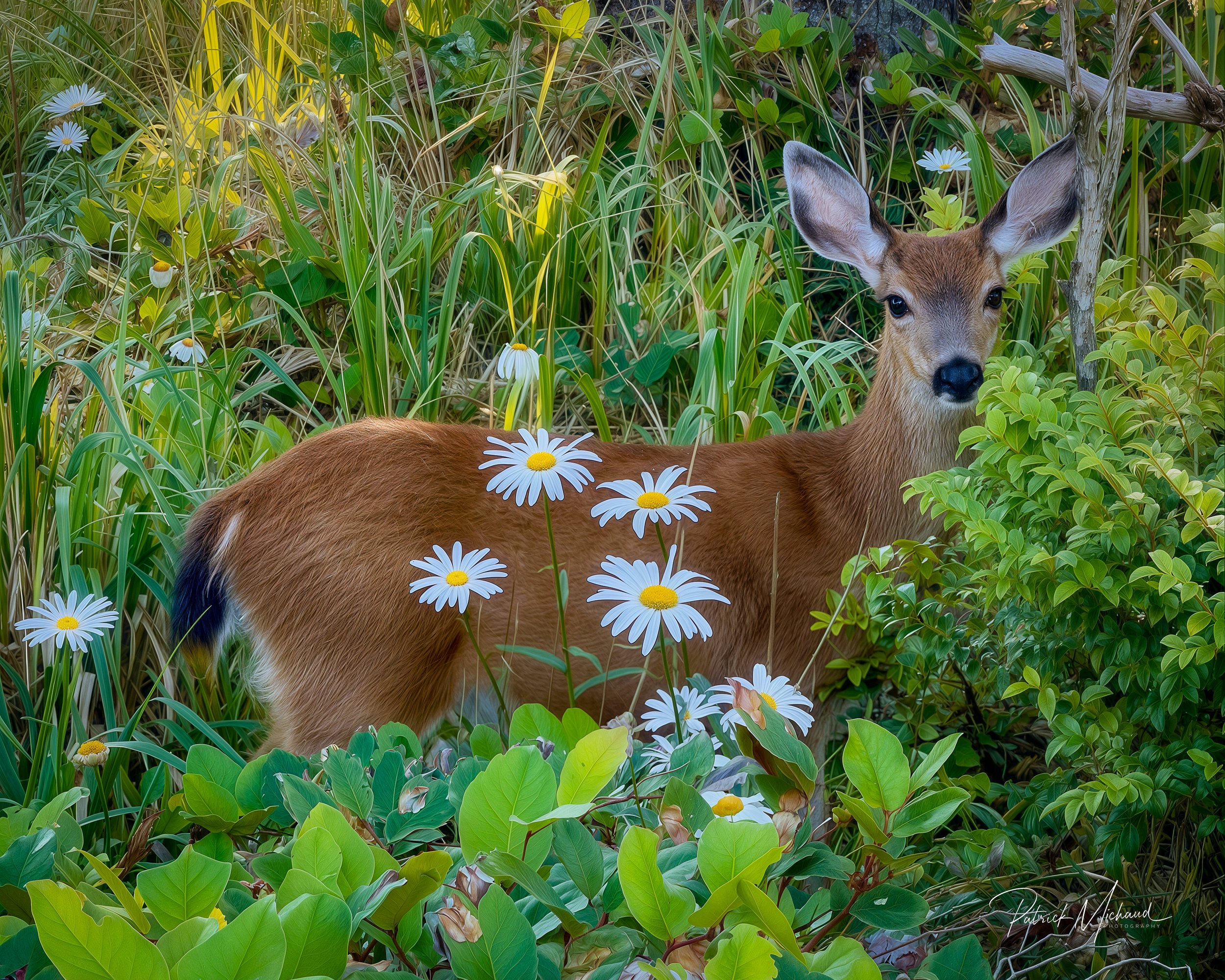 The Daisy Deer