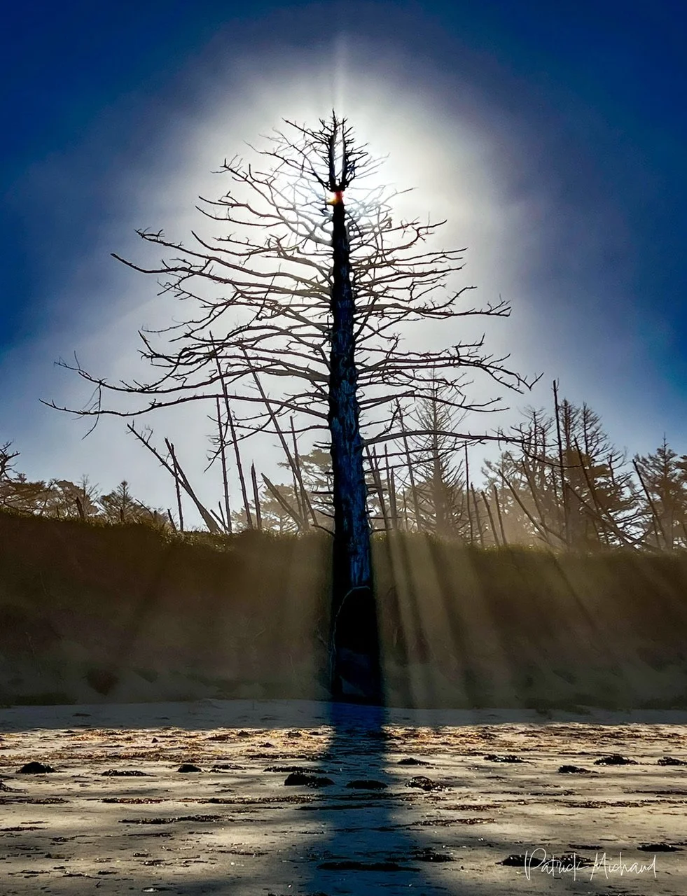 An old tree on Netarts Spit at Cape Lookout State Park