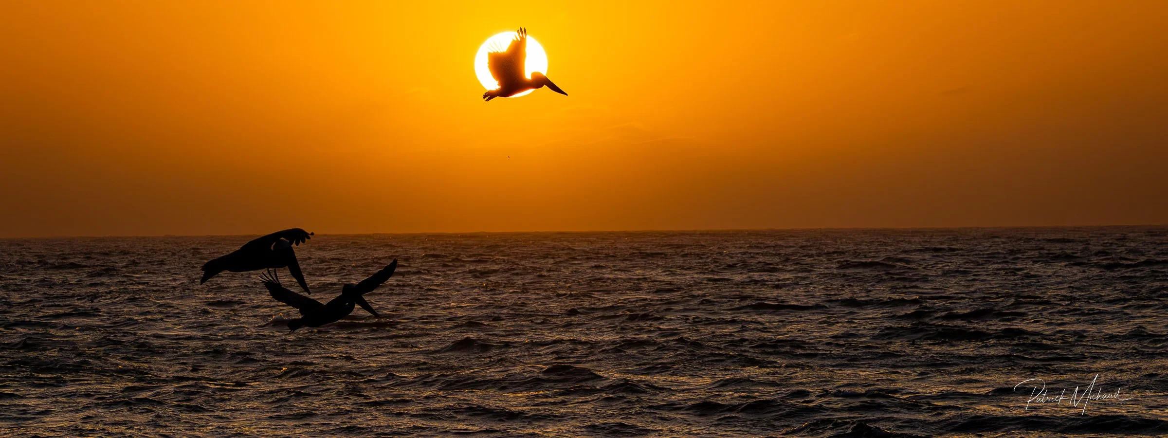 Pelican Sunset