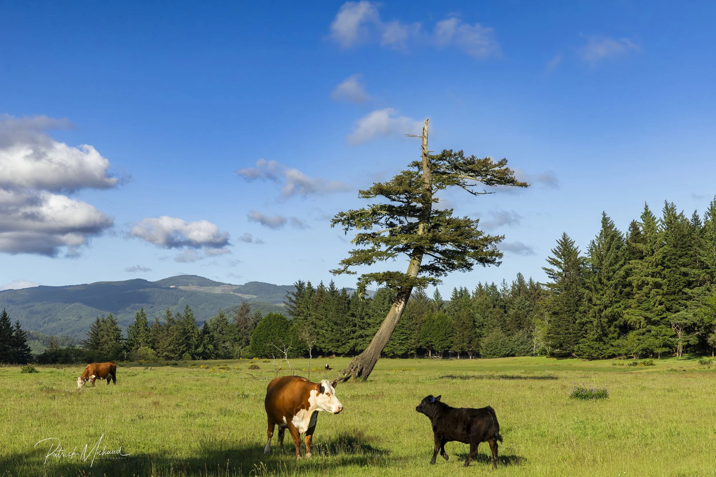 tree and cows.jpg