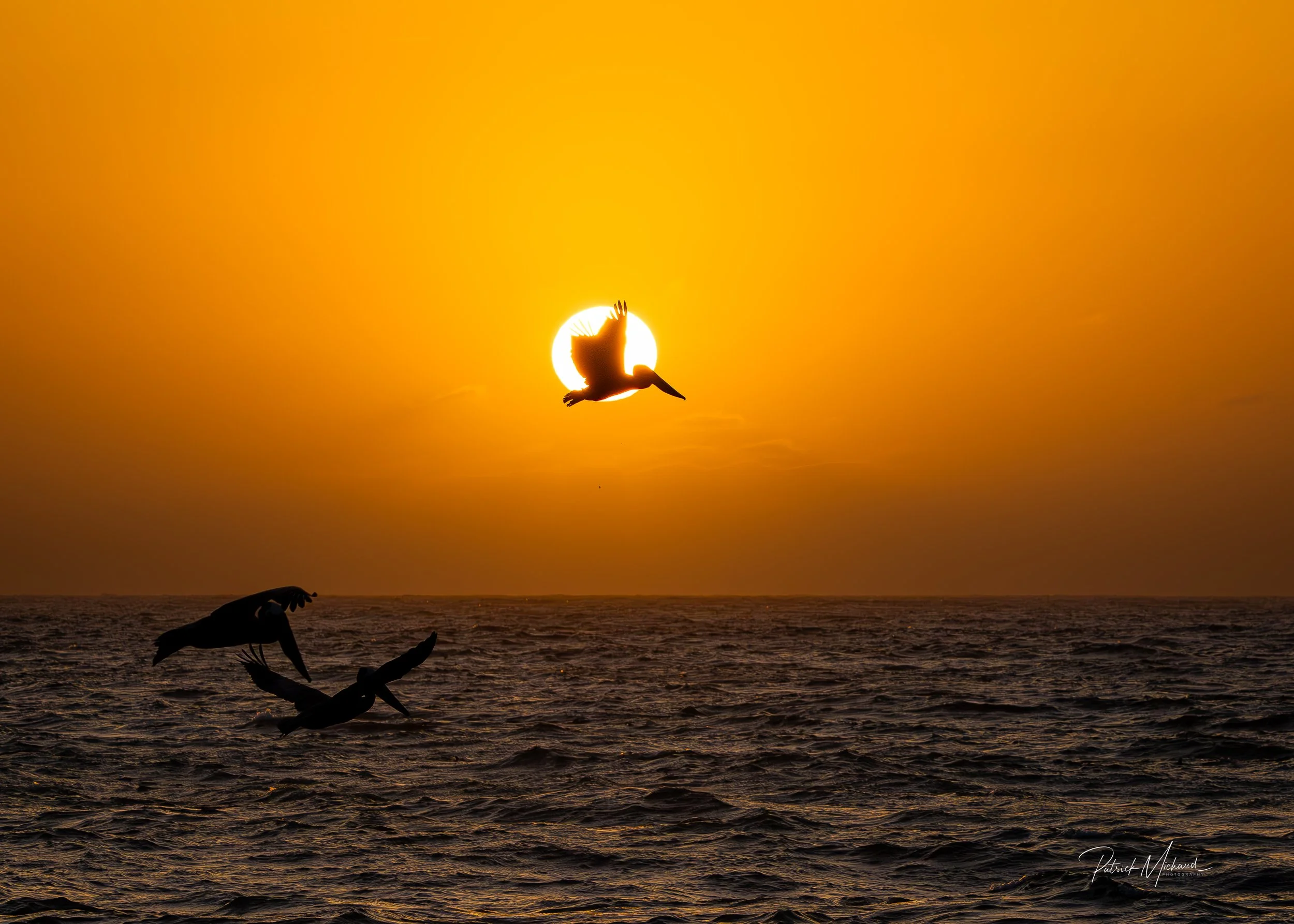 pelican sunset.jpg