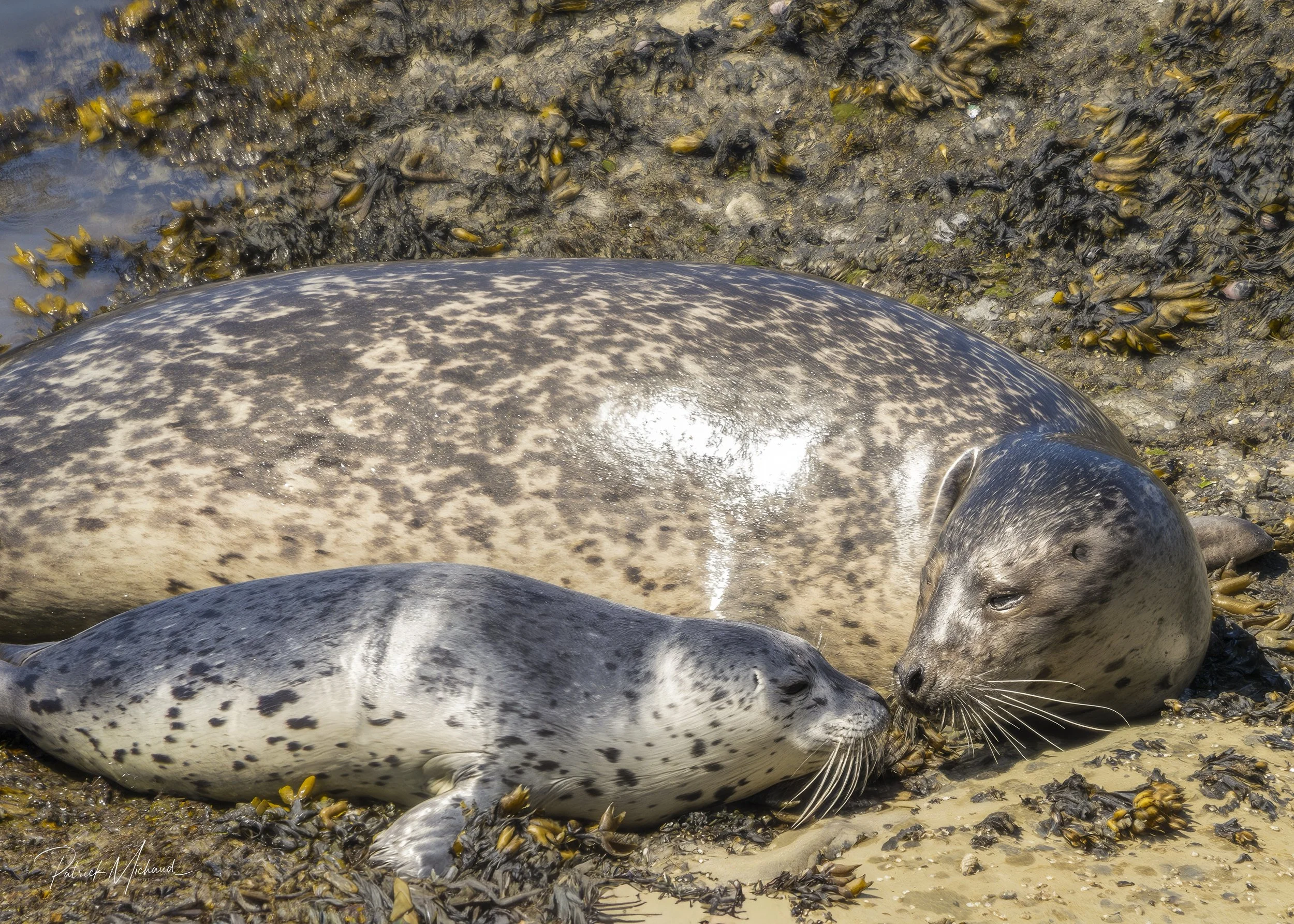 seal mom and pup 5x7.jpg