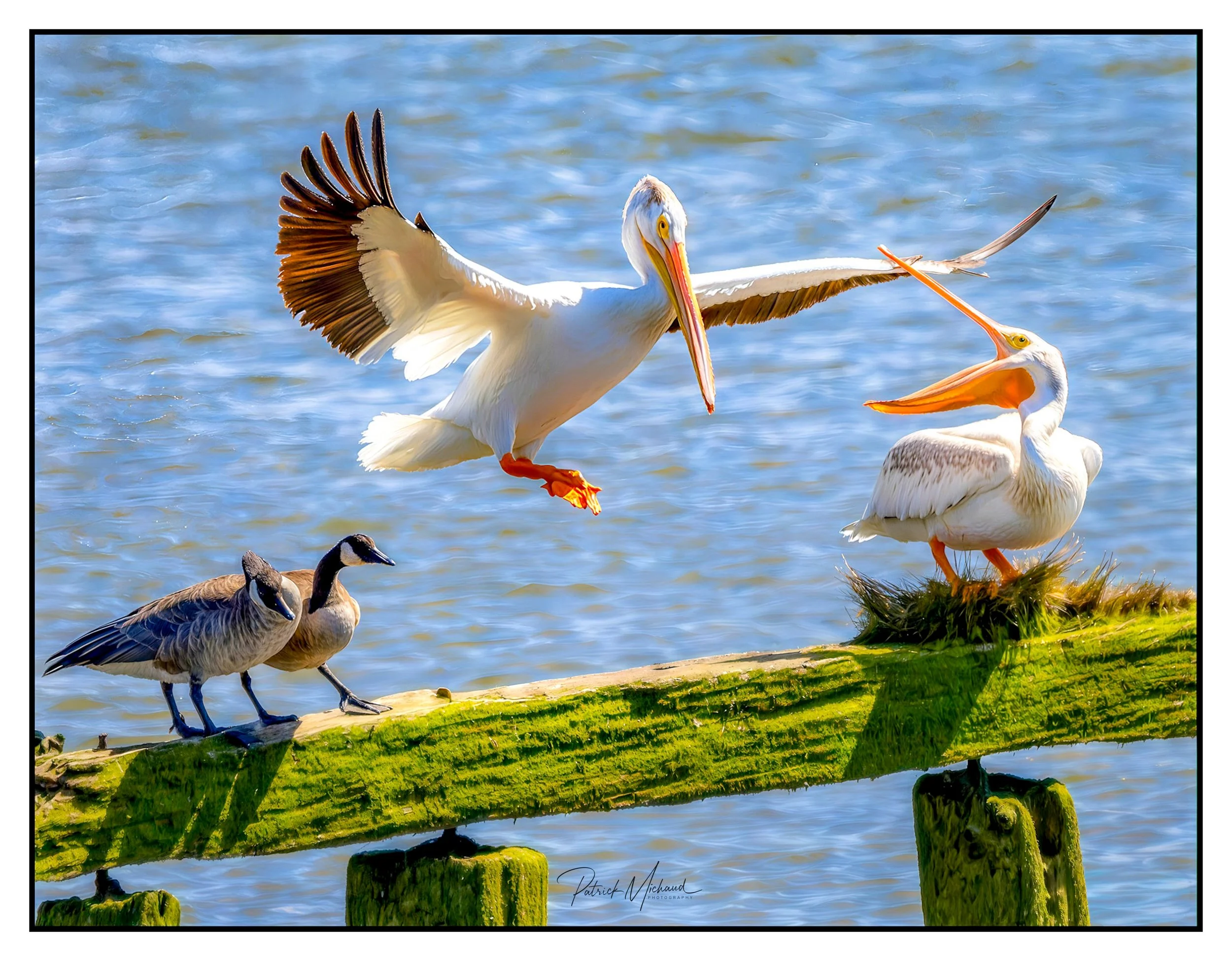 American White Pelican
