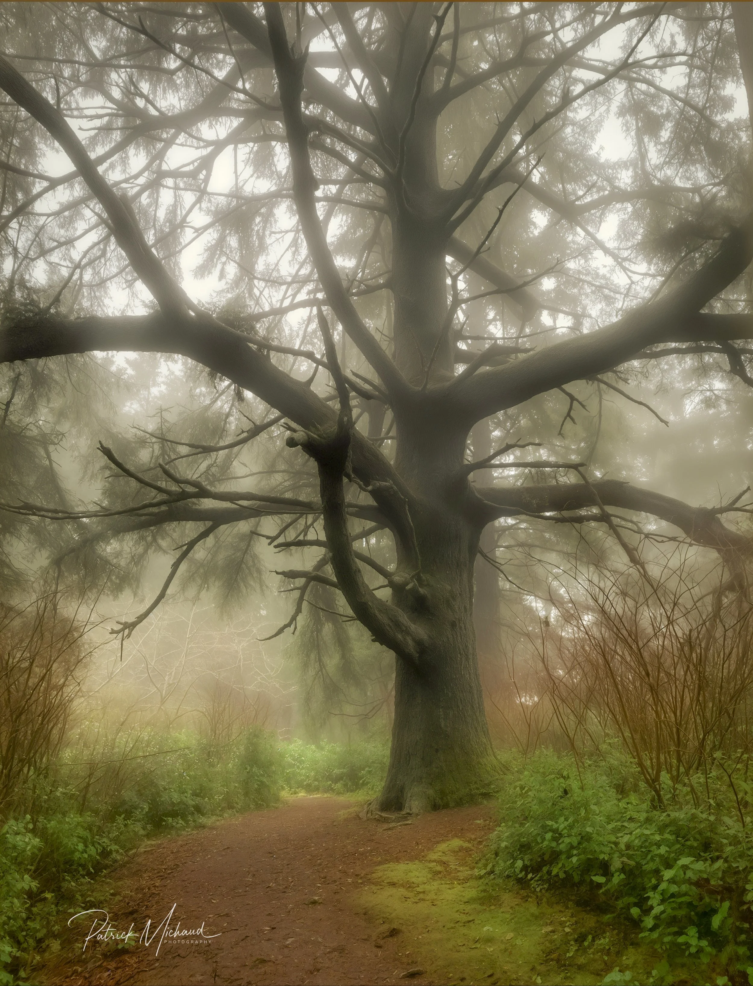 The BIG Spruce Tree at Shore Acres State Park