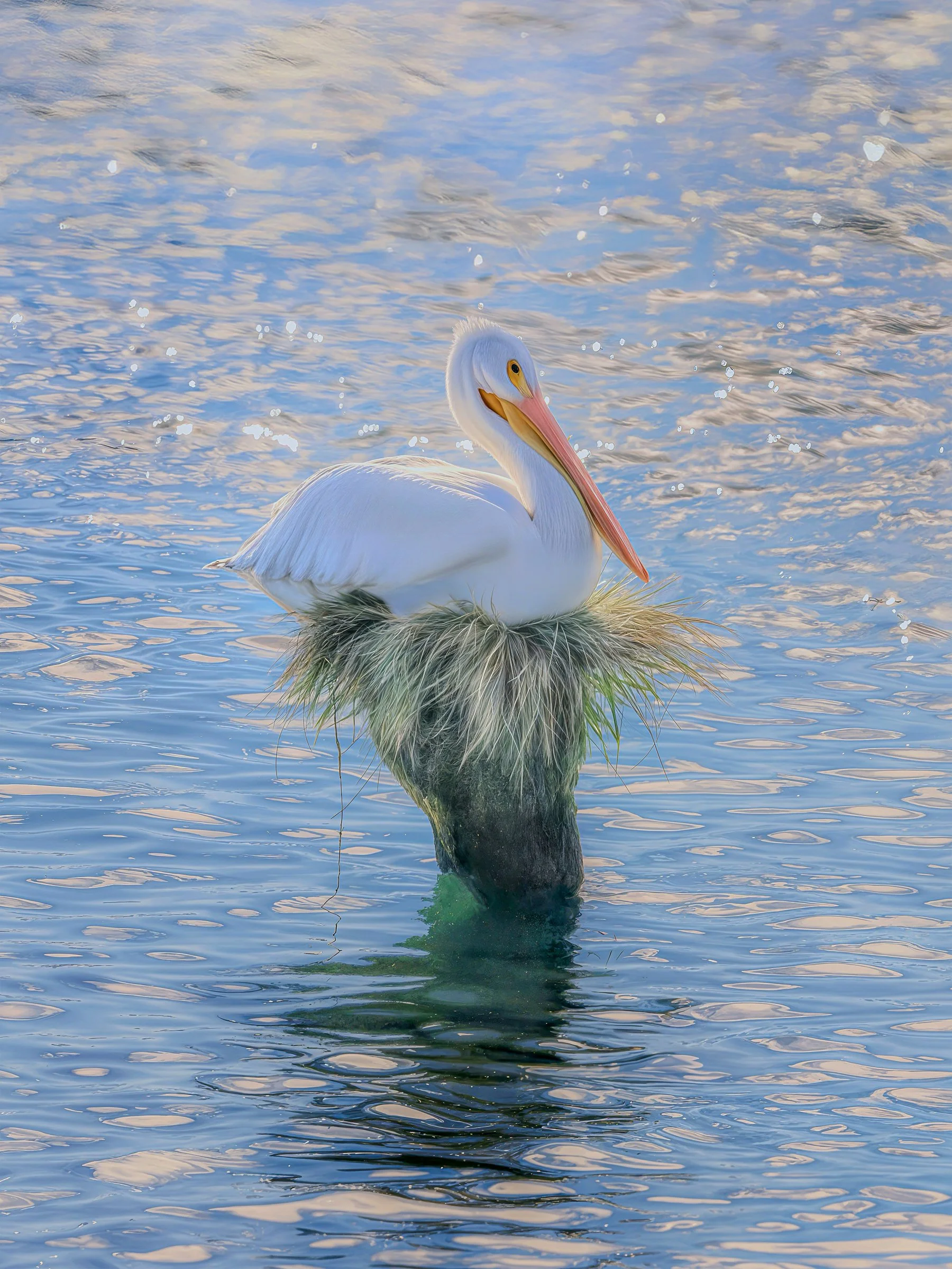 American White Pelican