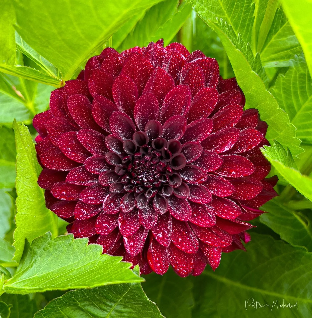Dahlia at Shore Acres State Park
