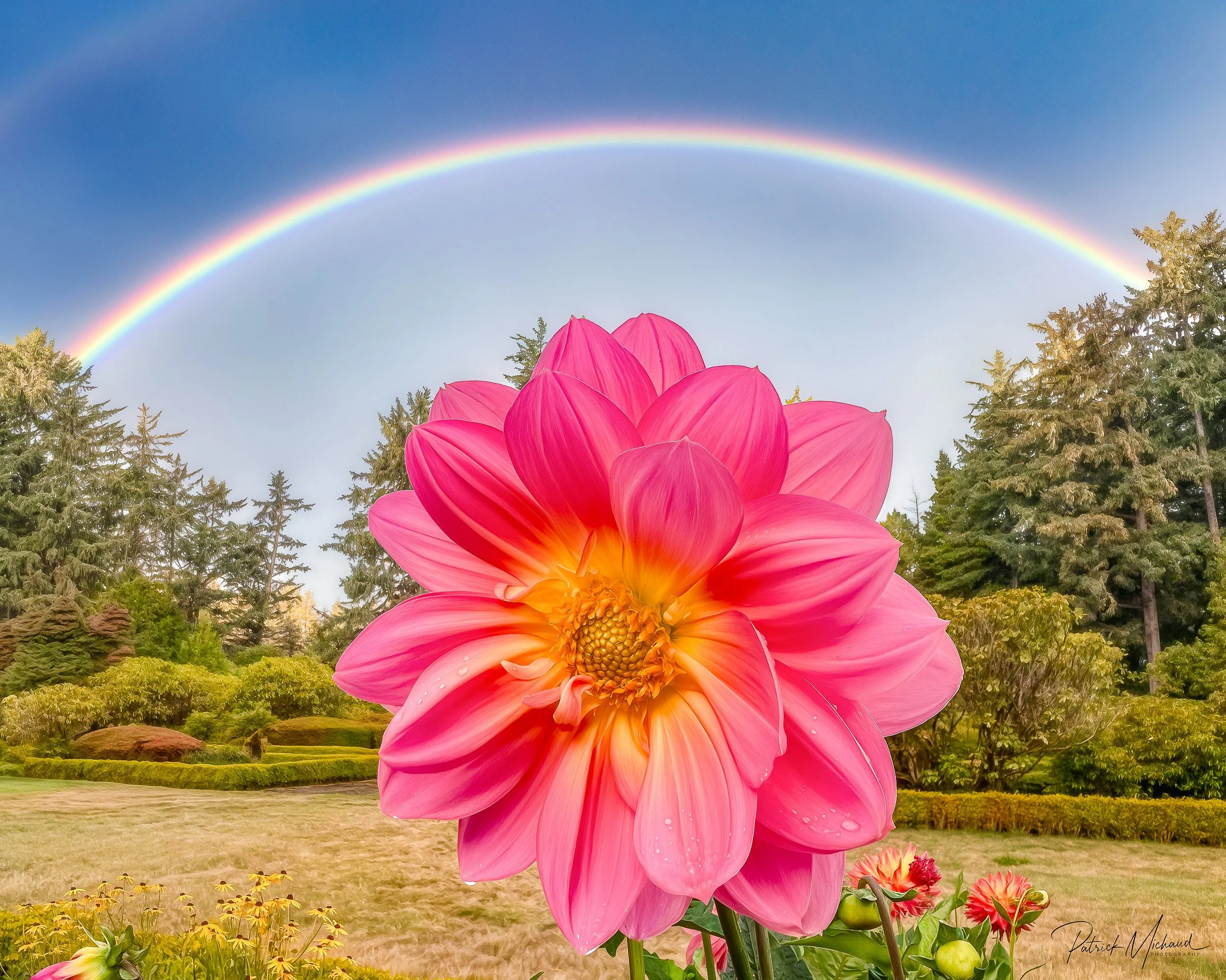 dalia rainbow SA 2.jpg