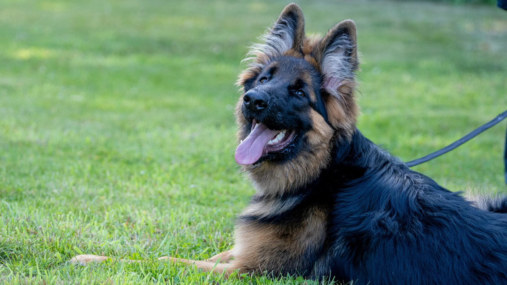 A German Shepherd dog lying on green grass, panting with its tongue out and ears up.