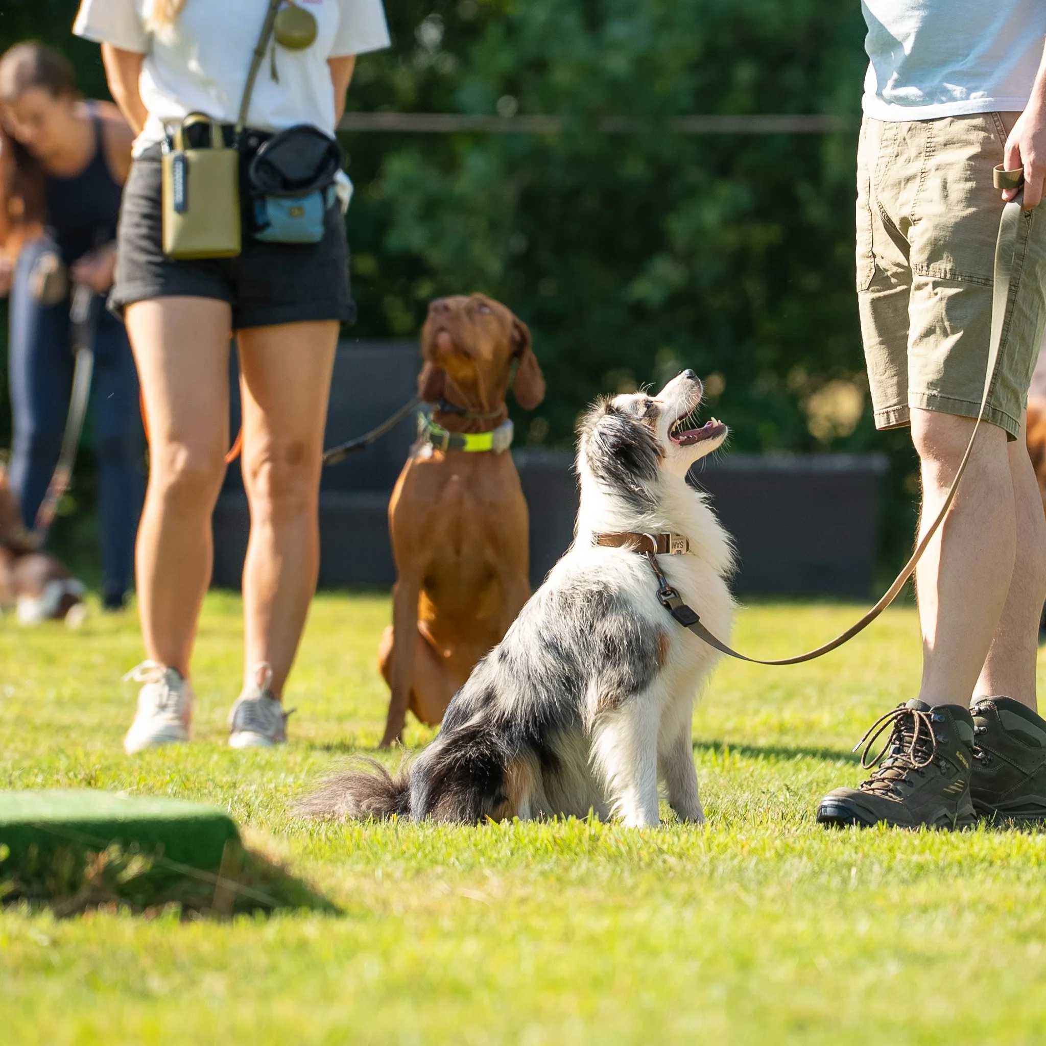 Two dogs and their owners at a park. One dog, a Border Collie, is sitting attentively and looking up at its owner, while a brown dog stands behind it. The owners are standing nearby on a grassy field.