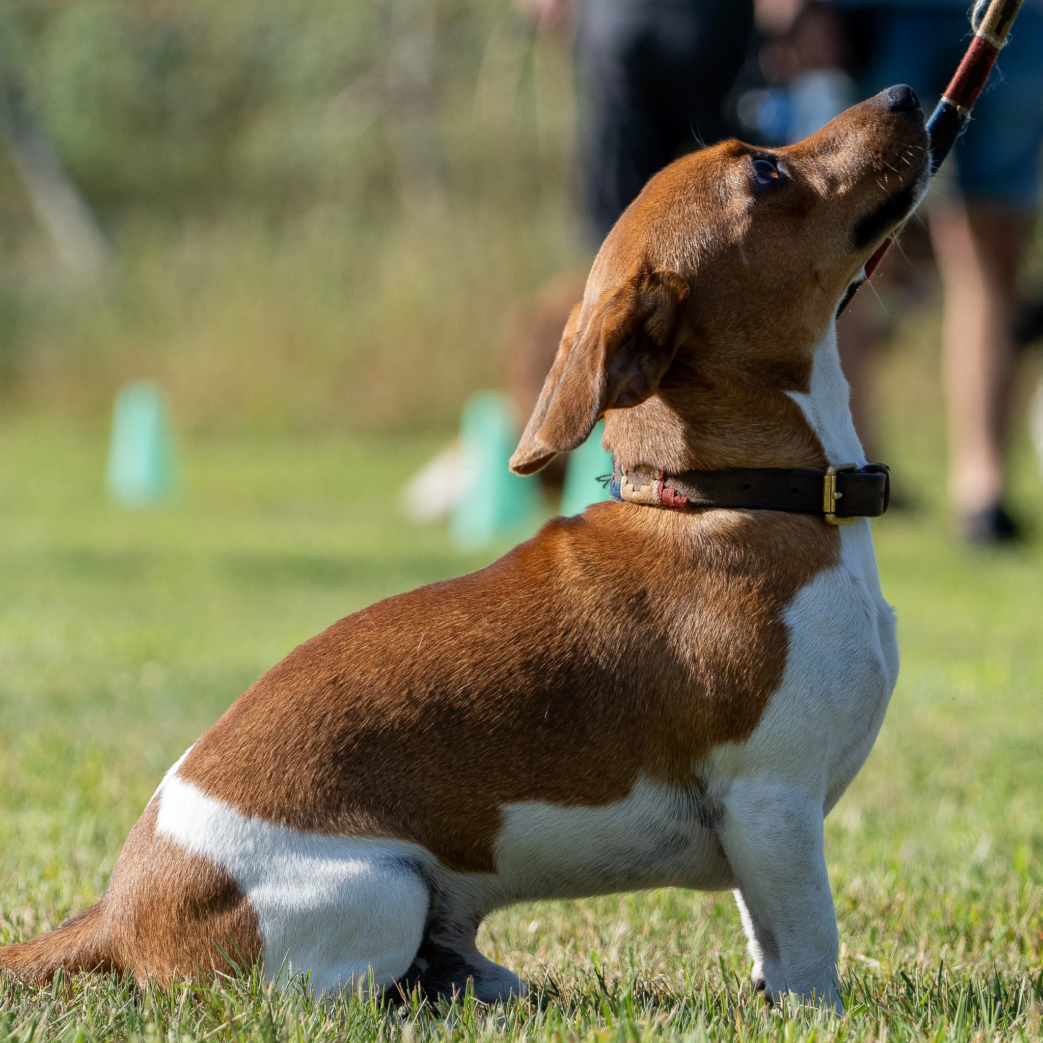 A brown and white dog with long ears sitting on grass during daytime.