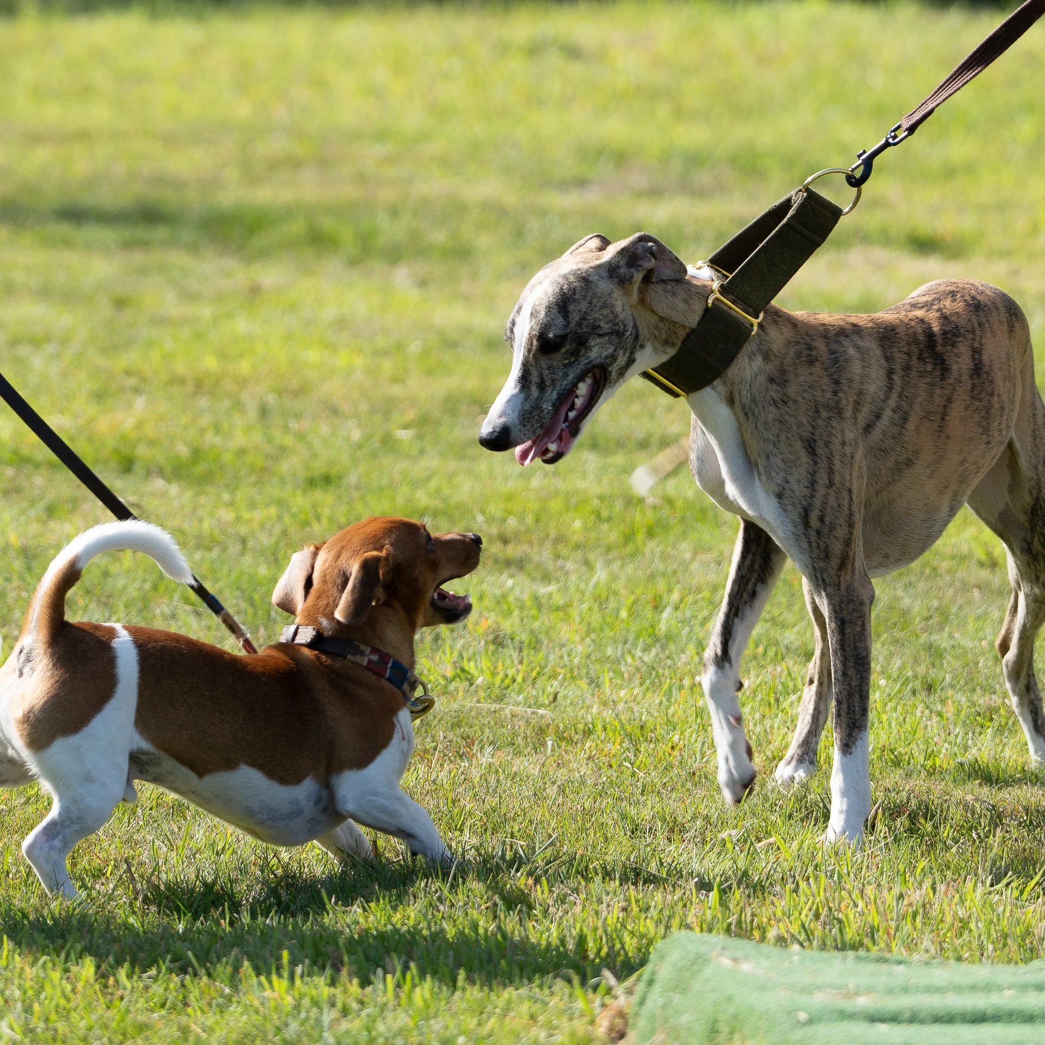 Two dogs, one large brindle and white greyhound and one small brown and white dachshund, play on a grassy field.