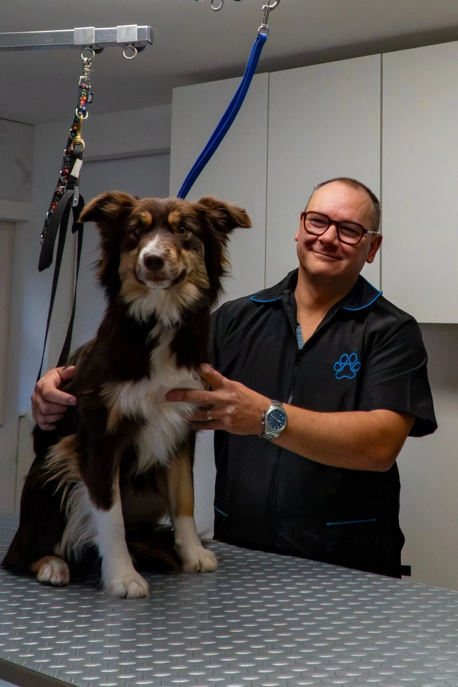 A man with glasses and a watch is holding an Australian Shepherd dog on a grooming table in a veterinary or grooming clinic.