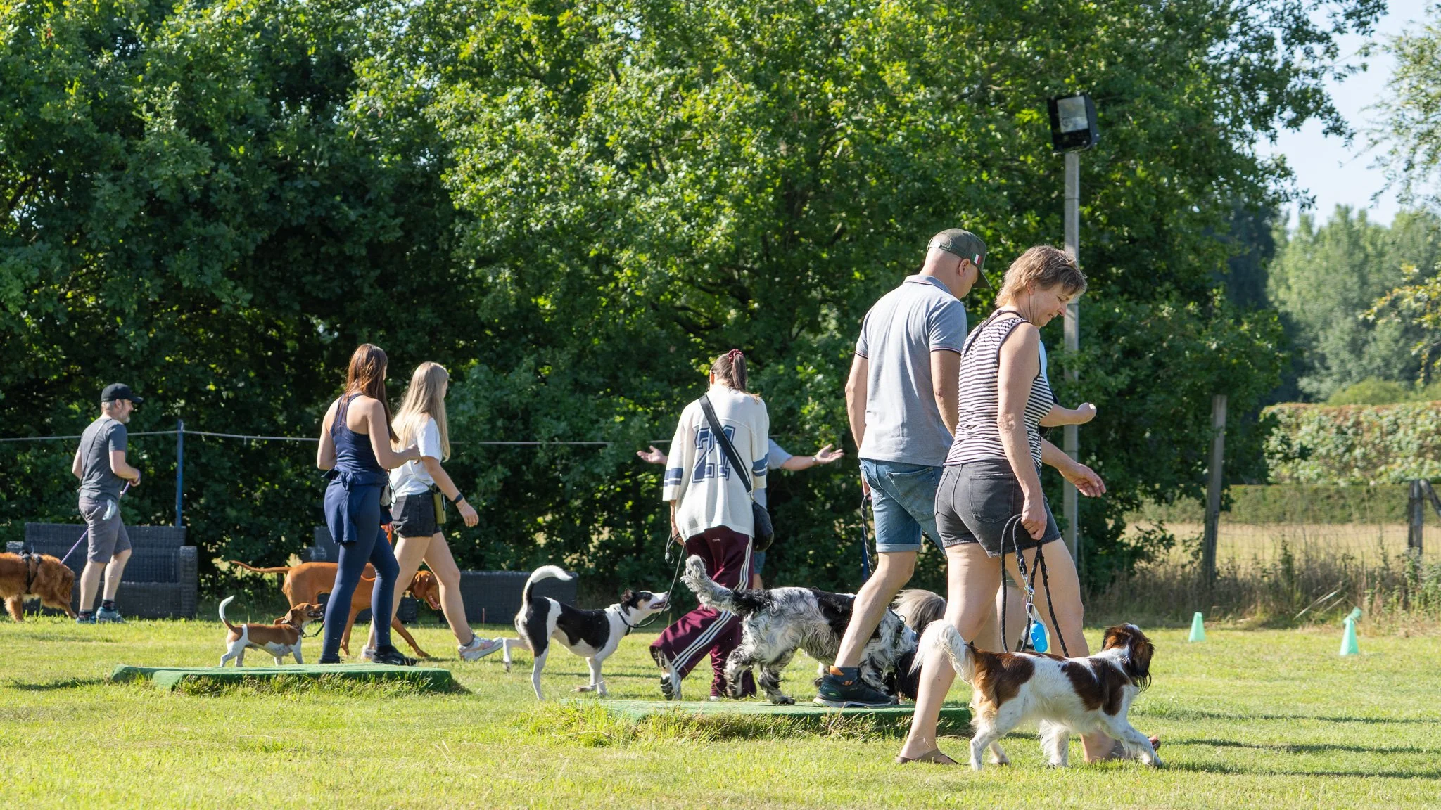 People walking and training dogs on a grassy field with trees in the background.