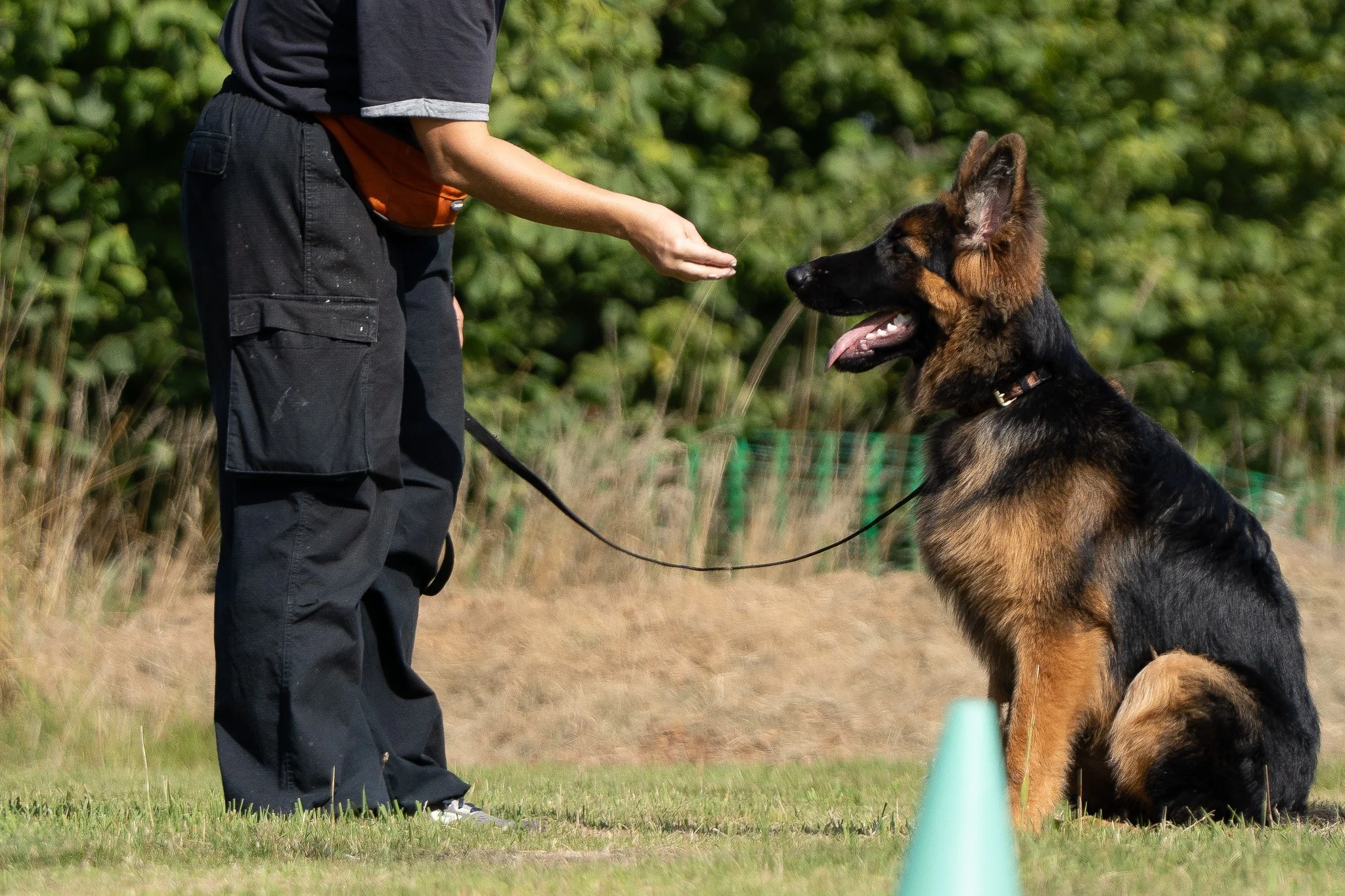 Person training a German Shepherd dog outdoors on a grassy field, with person holding a treat and the dog sitting attentively.