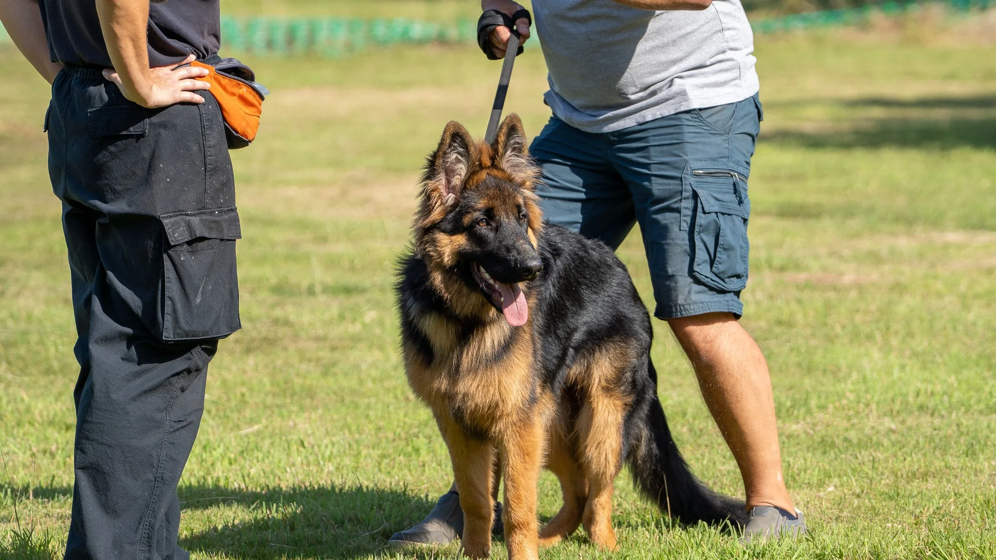 A German Shepherd dog standing on grass with its tongue out, being held on a leash by a person wearing a gray shirt and blue shorts. Another person in black pants and a black shirt with an orange fanny pack is standing nearby.
