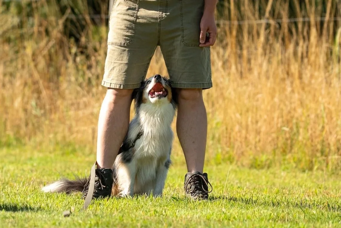 A dog sits between a person's legs, looking up with an open mouth in an outdoor grassy area with tall, dry grass in the background.