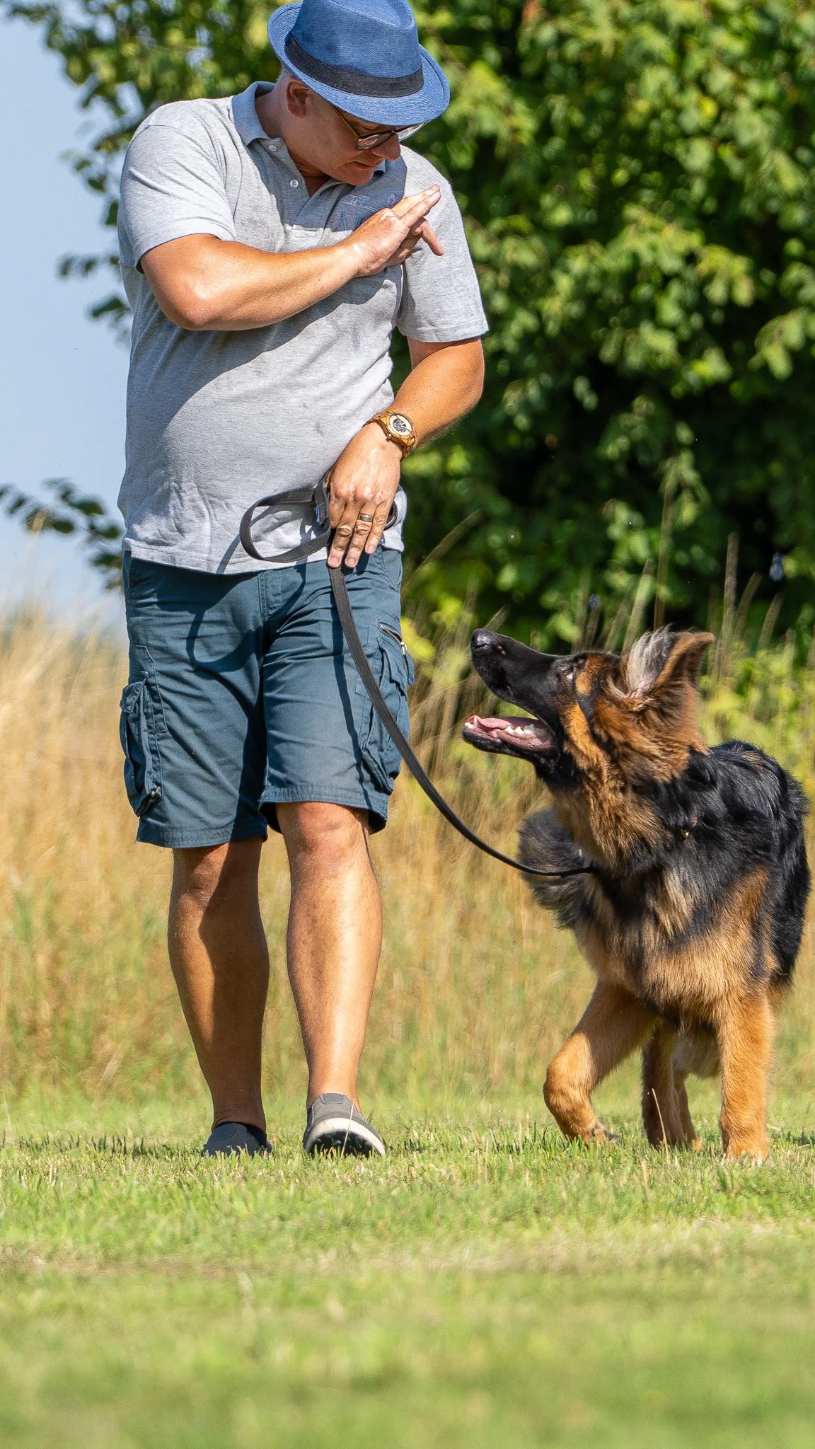 A man wearing a blue fedora, glasses, gray polo shirt, and shorts walking a German Shepherd dog in a grassy outdoor area with trees in the background.