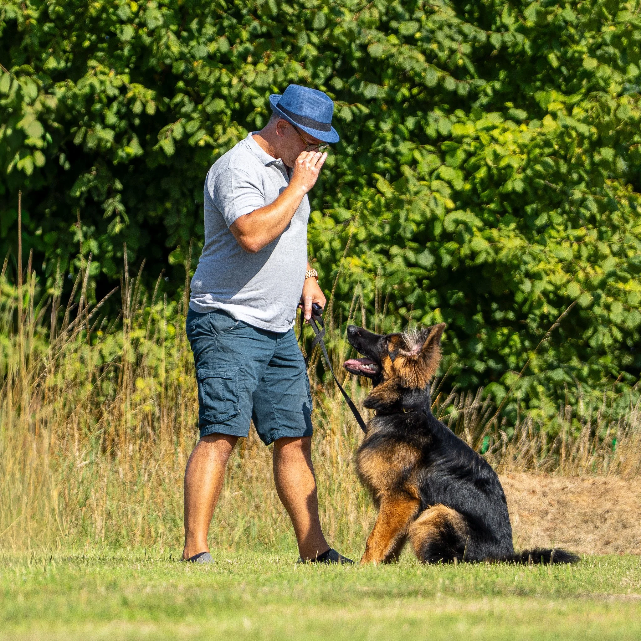 A man wearing a blue hat, gray polo shirt, and blue shorts stands on a grassy field with a German Shepherd dog sitting patiently in front of him. The man is holding the dog's leash and appears to be training or communicating with the dog, which is looking up attentively against a backdrop of green bushes.