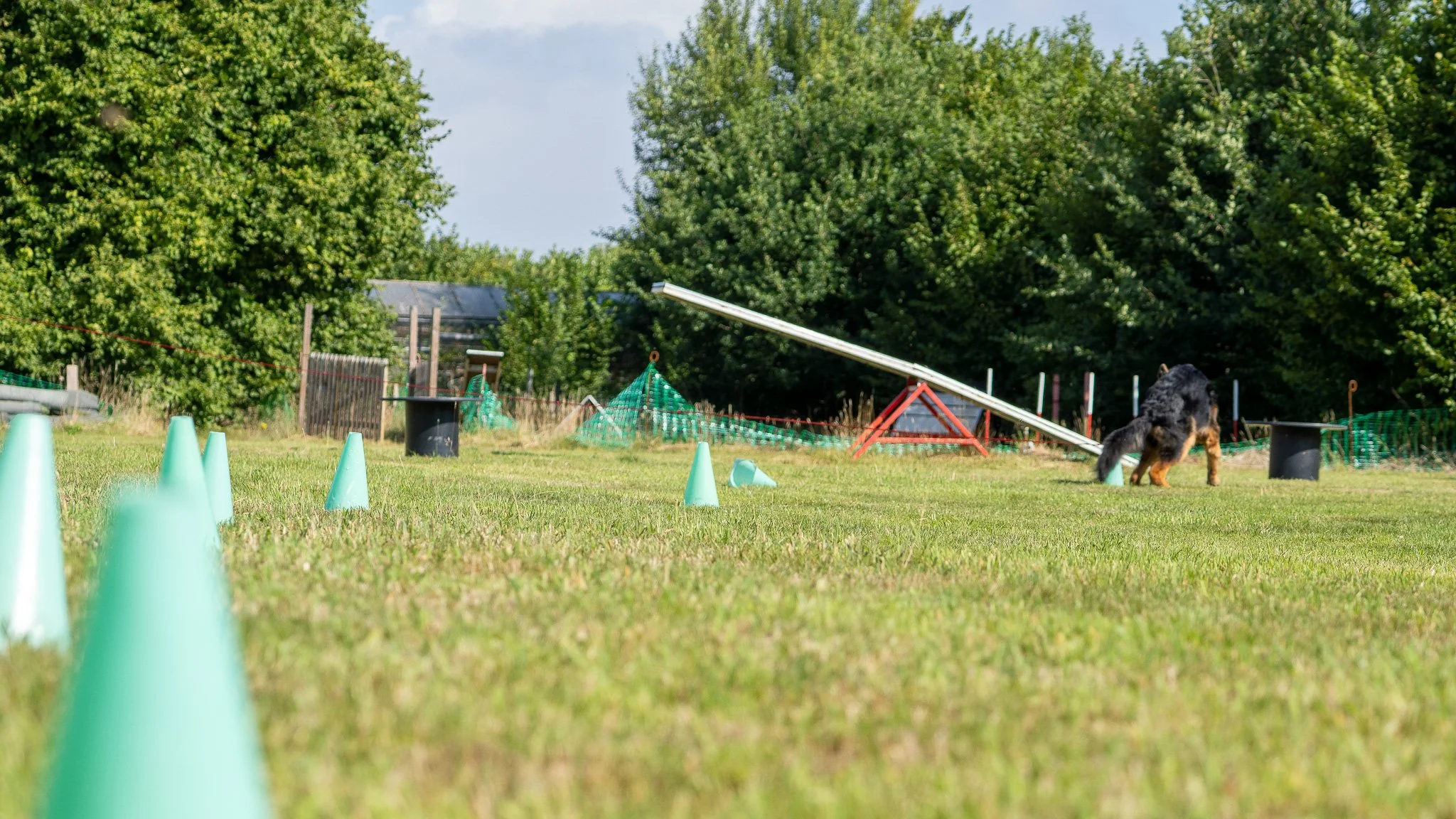 A grassy field with a dog sniffing the ground near agility training cones, partially collapsed see-saw, and various agility equipment in the background, surrounded by trees and a fence.