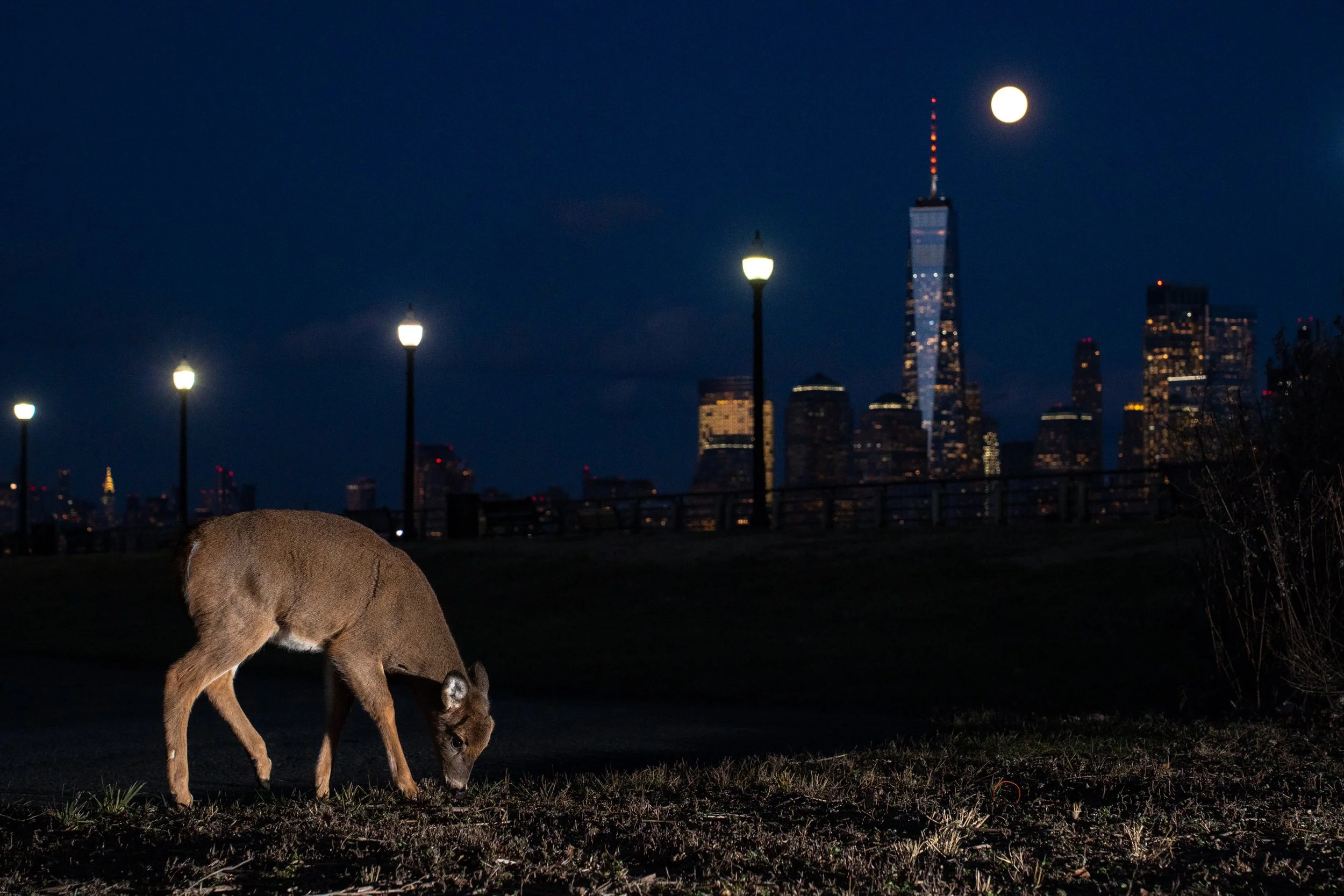 A deer grazing on grass in a park at night with city skyline and full moon in the background.