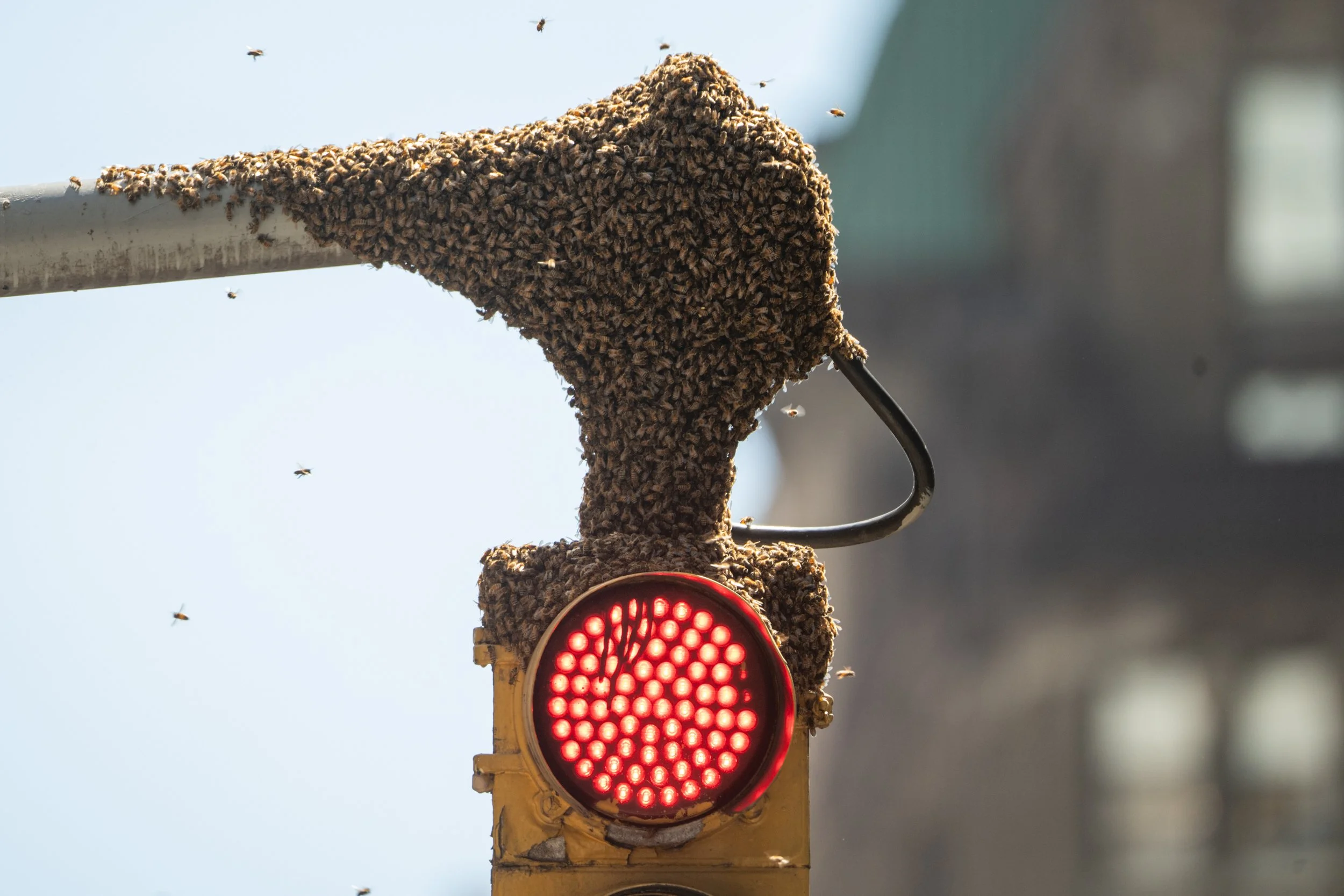 A traffic light showing a red signal with bees swarming around the light and the top of the traffic signal. There is a building in the background.