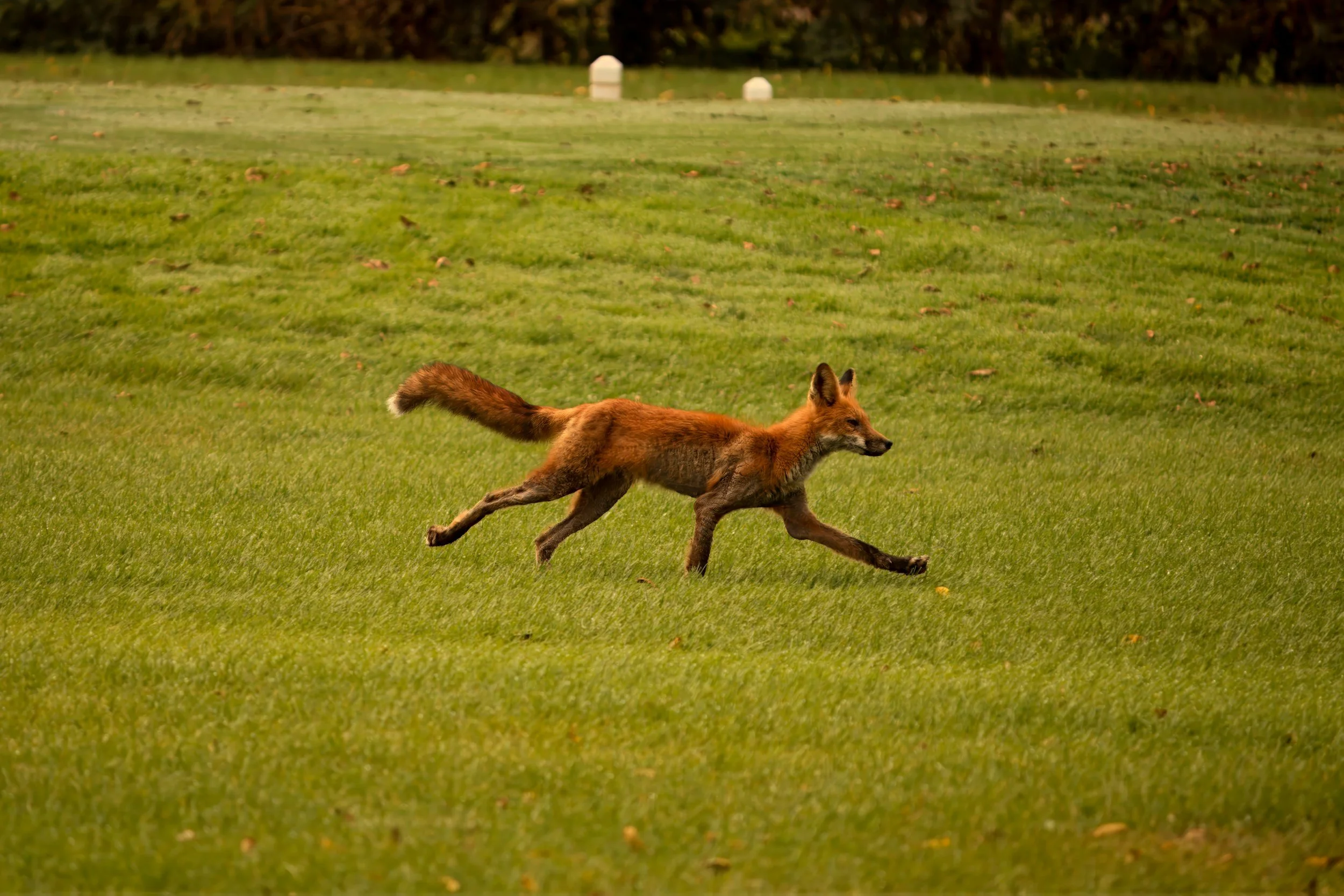 A fox running across a green grassy field with trees in the background.