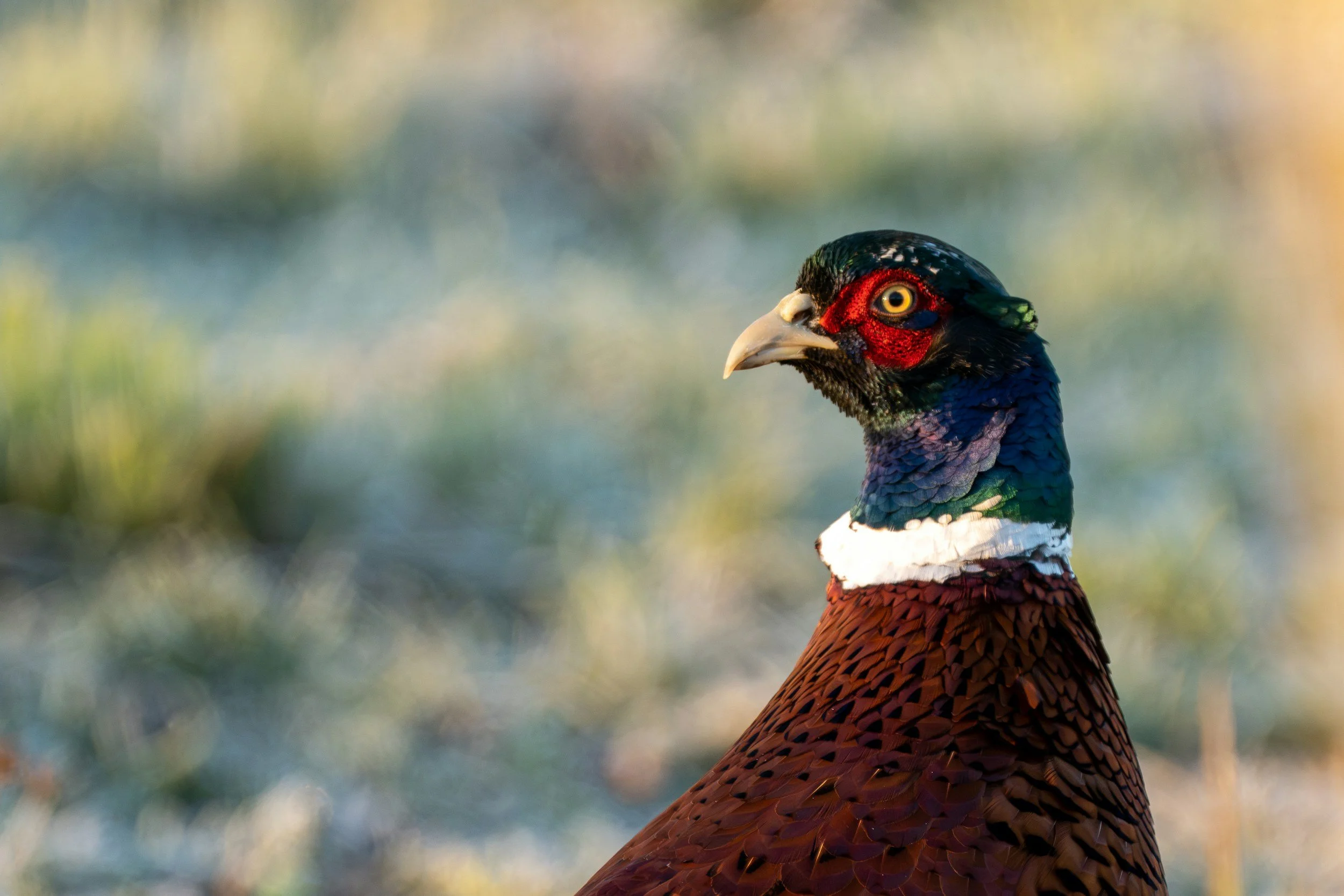 A close-up of a colorful male pheasant, highlighting its vibrant red face, yellow eye, iridescent blue and green neck feathers, and reddish-brown body feathers.