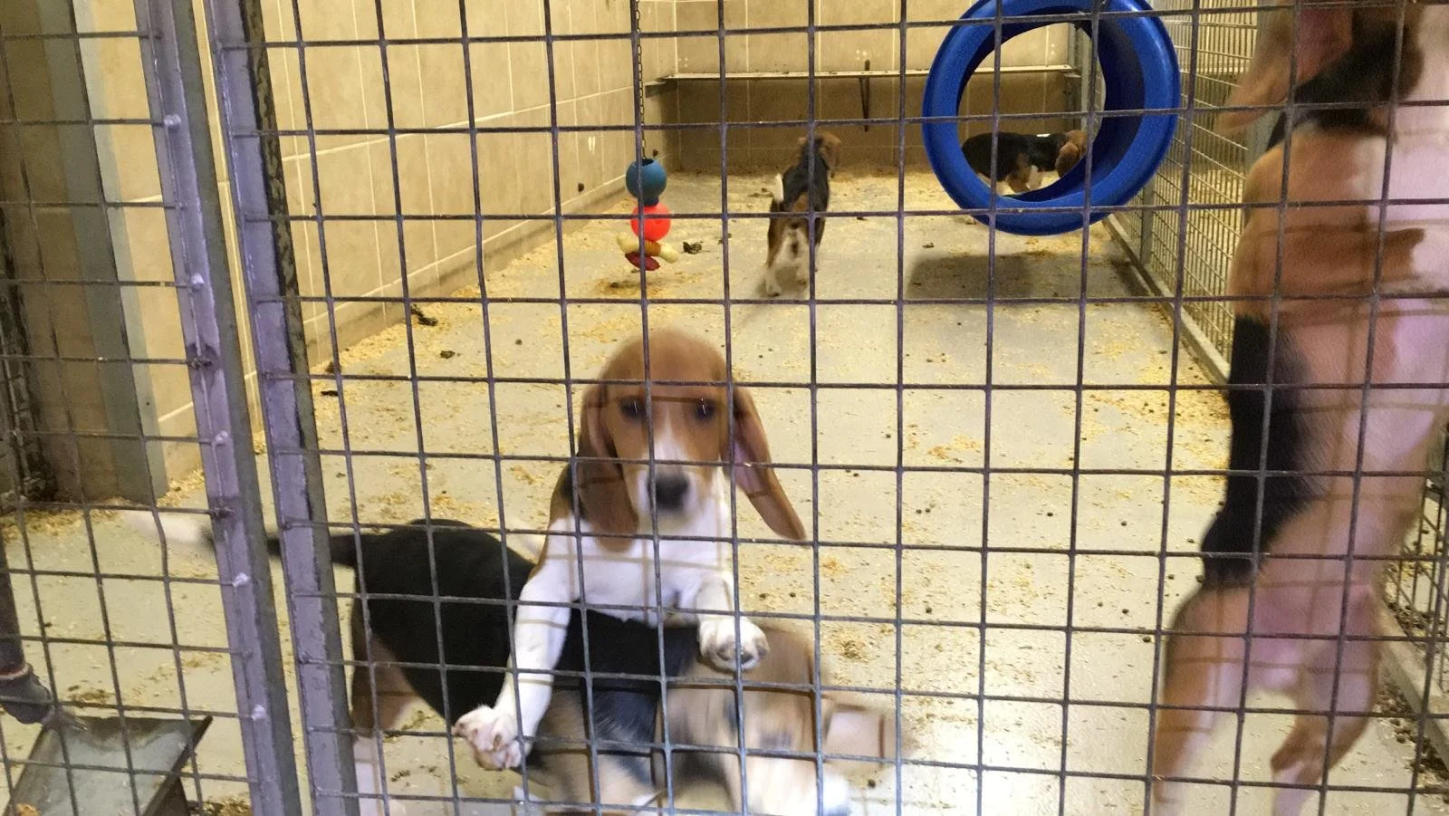 The Government is facing legal challenge for classifying animal testing as ‘key national infrastructure’