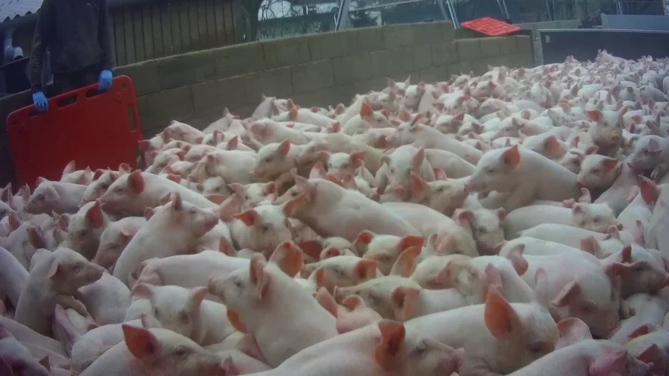 Cranswick Farm And Farm Manager Face 30 Charges