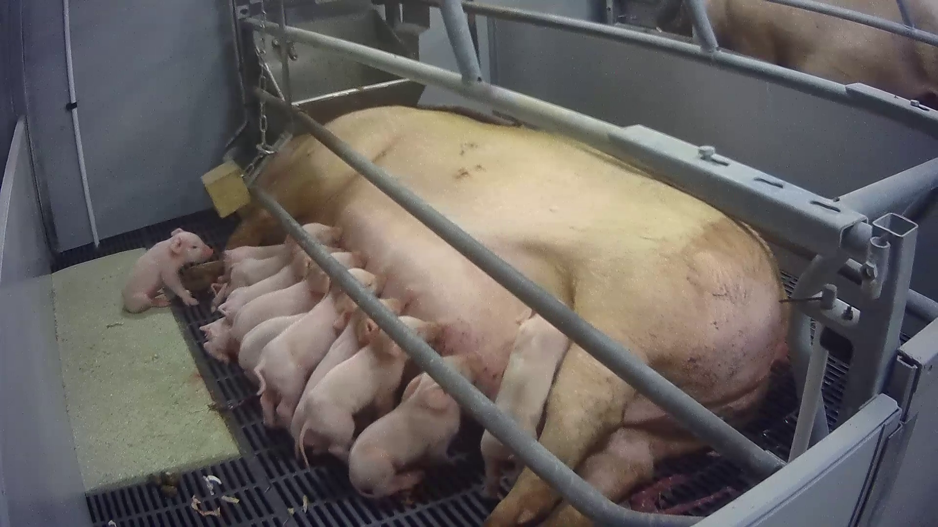 Cranswick subsidiary and farm manager summonsed to court in ‘Lawyers for Animals’ prosecution