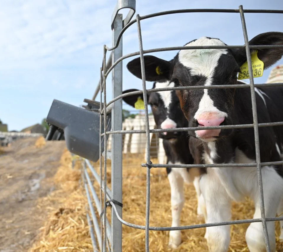 Two Holstein calves behind a metal farm fence, one in the foreground with a pink nose and yellow ear tags, in a farm setting with straw and equipment in the background.