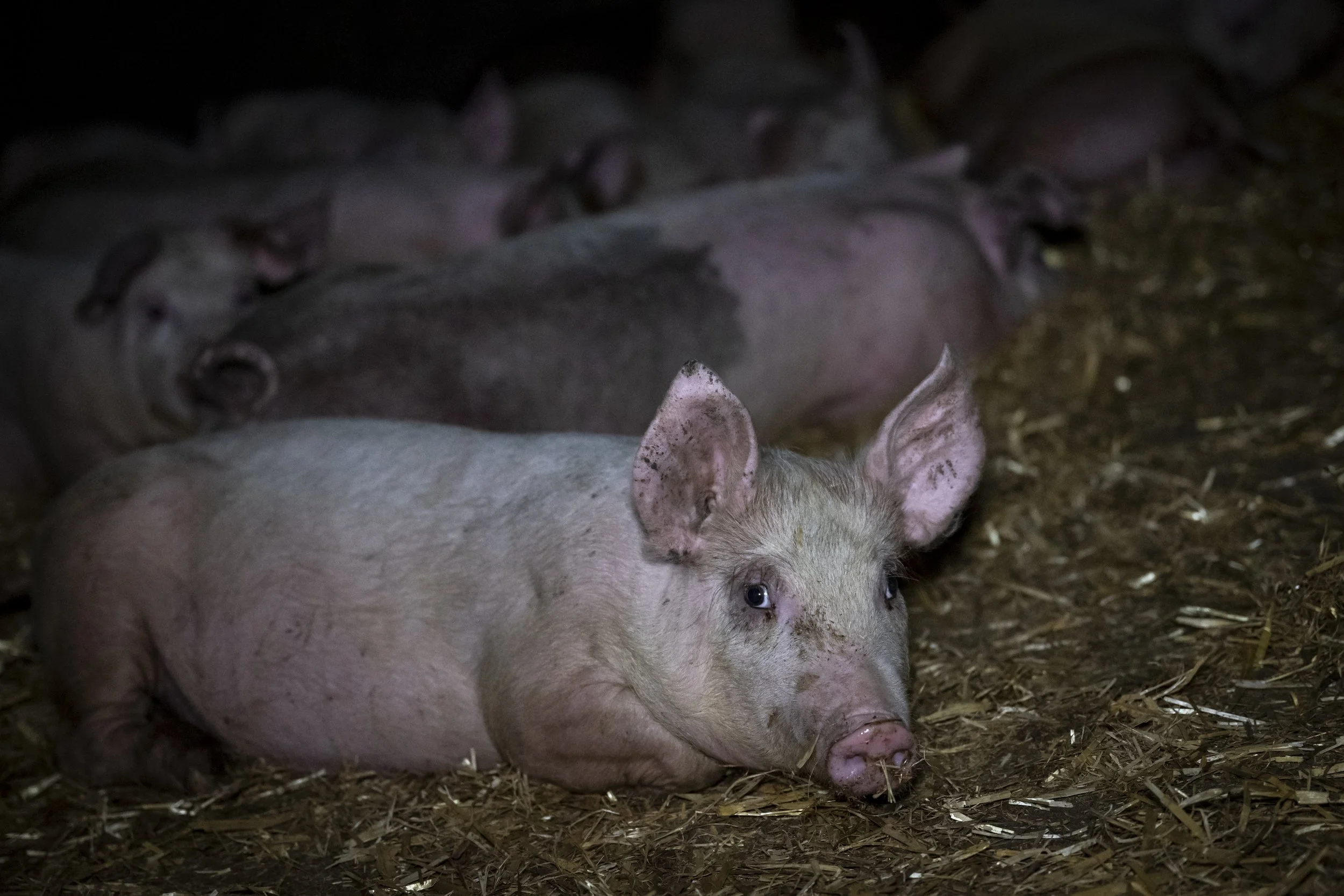 A group of pigs lying on a bed of straw in a dark environment, with a light-colored pig in the foreground and darker pigs in the background.